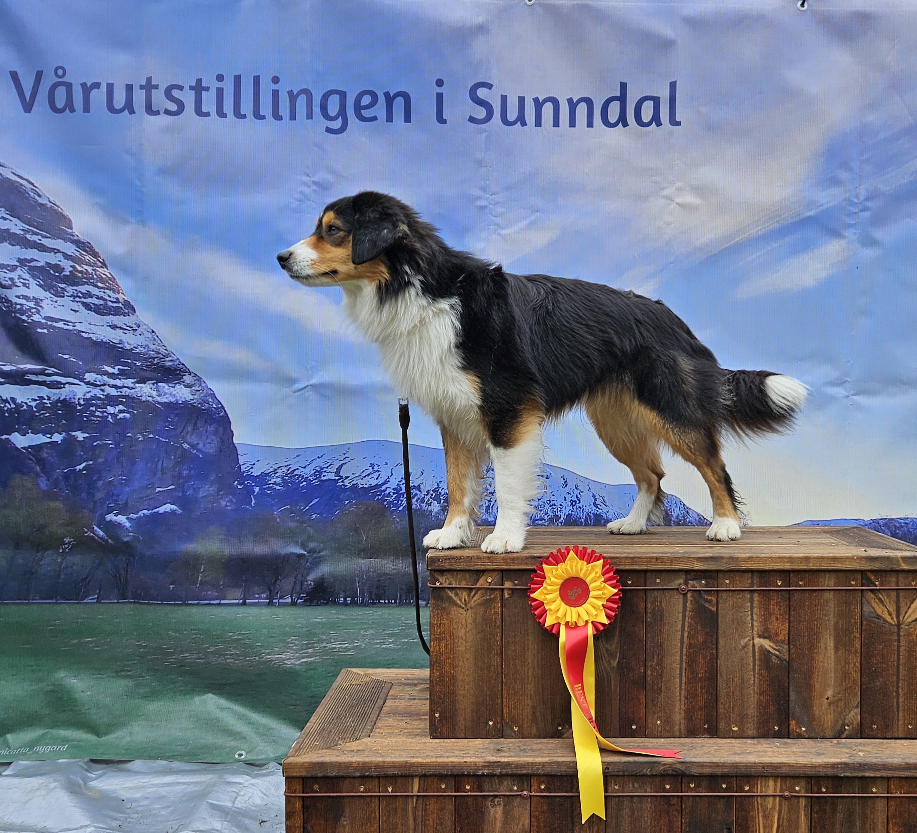 Hopeful Ajax Z Rezydencji Live