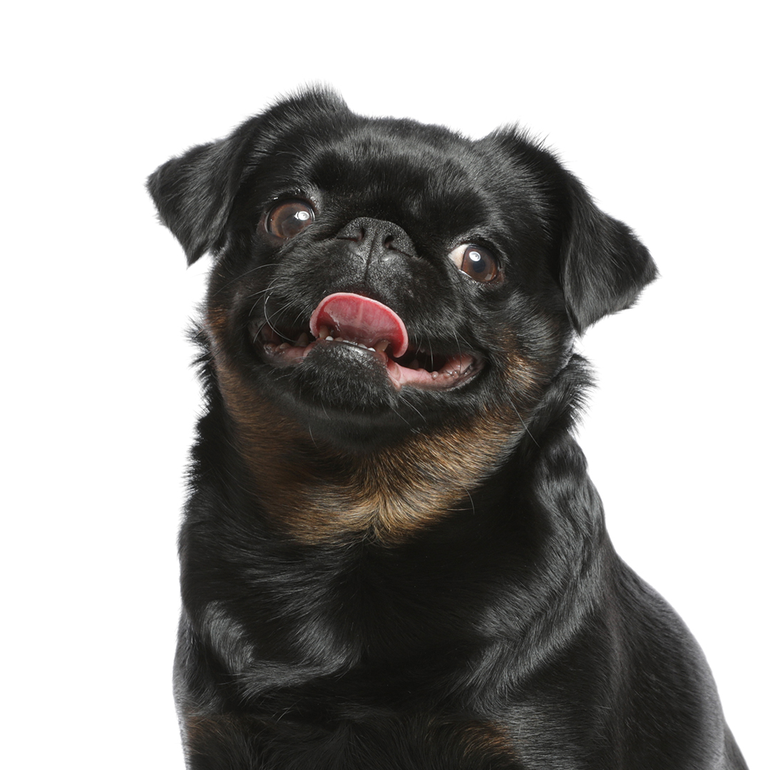 Petit brabancon Petit brabancon