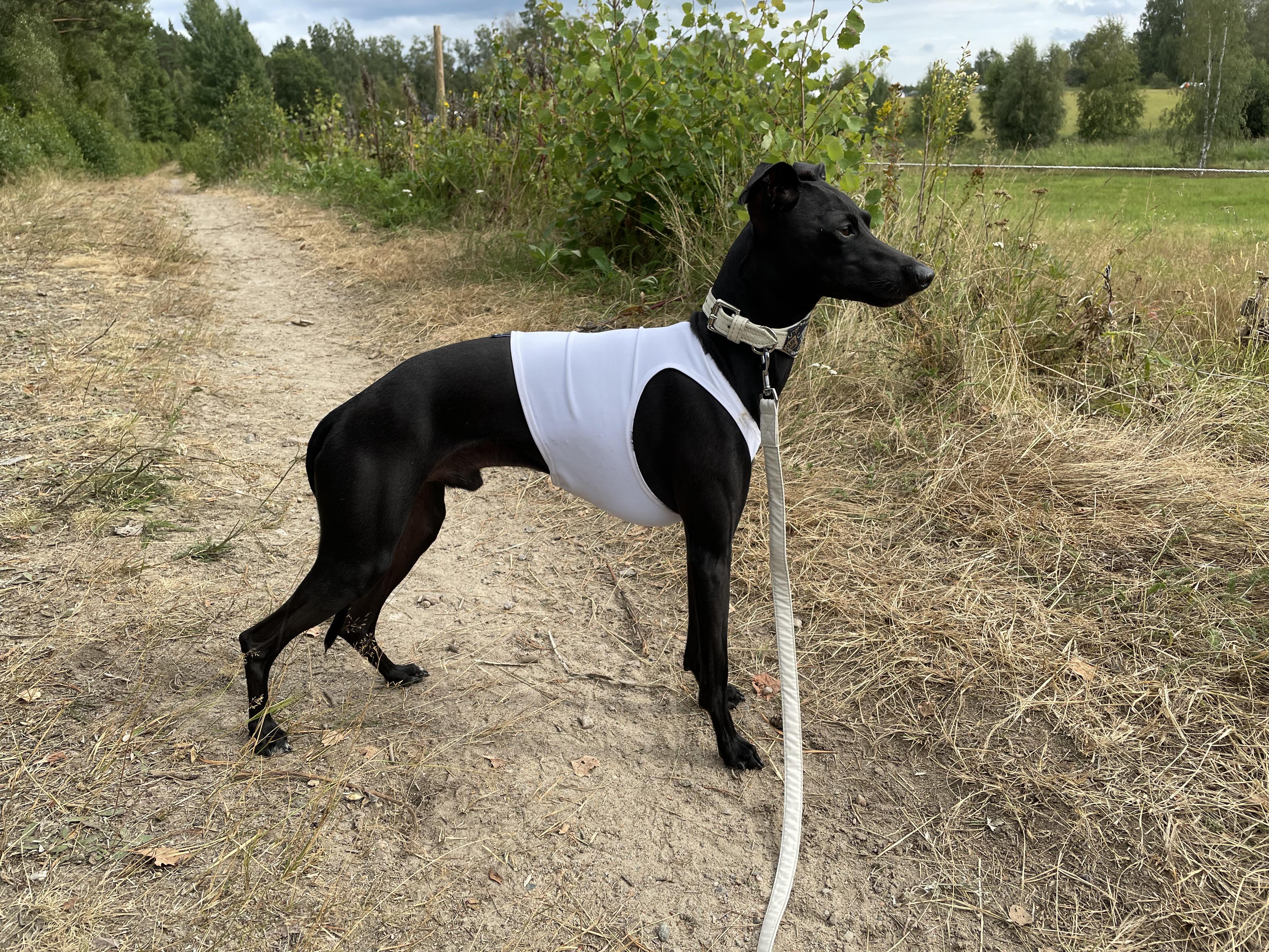 SE JW 2018 SE CH Iso Bacardi SE JW 2018 SE CH Iso Bacardi