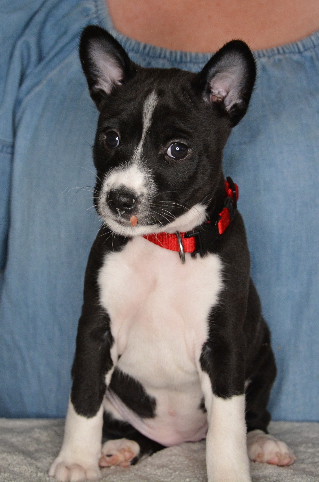 Kardohill’s Black Princess «Daisy» Kardohill’s Black Princess «Daisy»