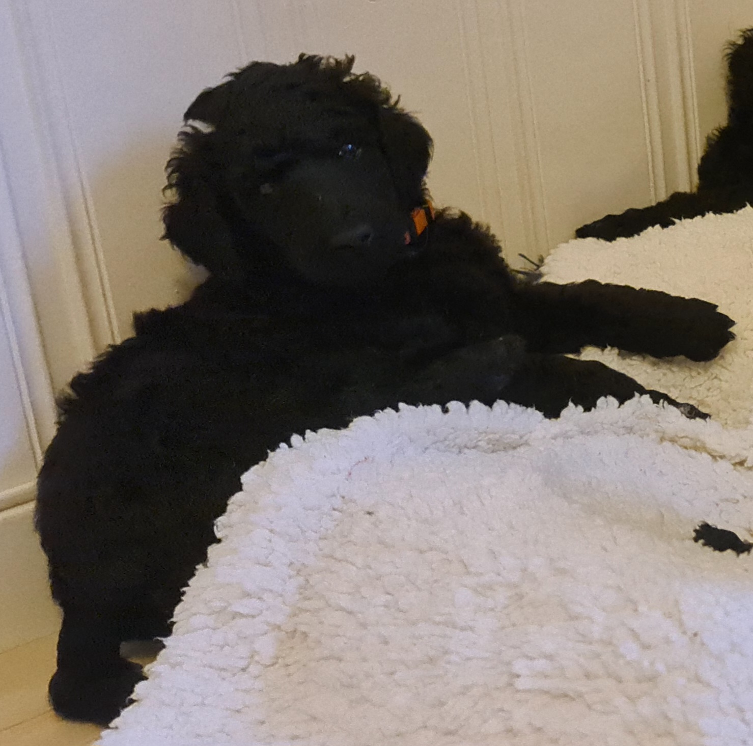 Krø'lella Vi'vil's Poplin 