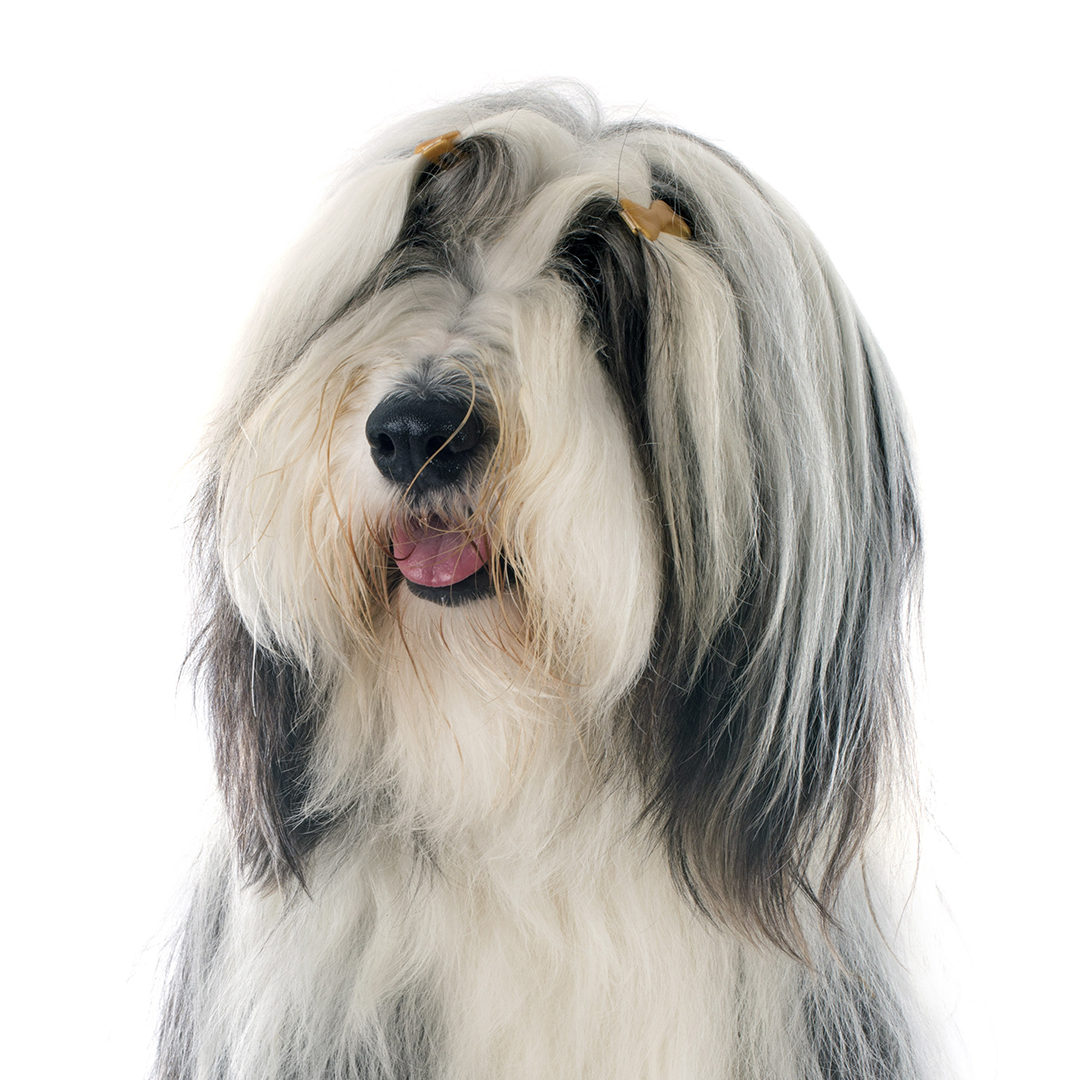 Bearded collie Bearded collie