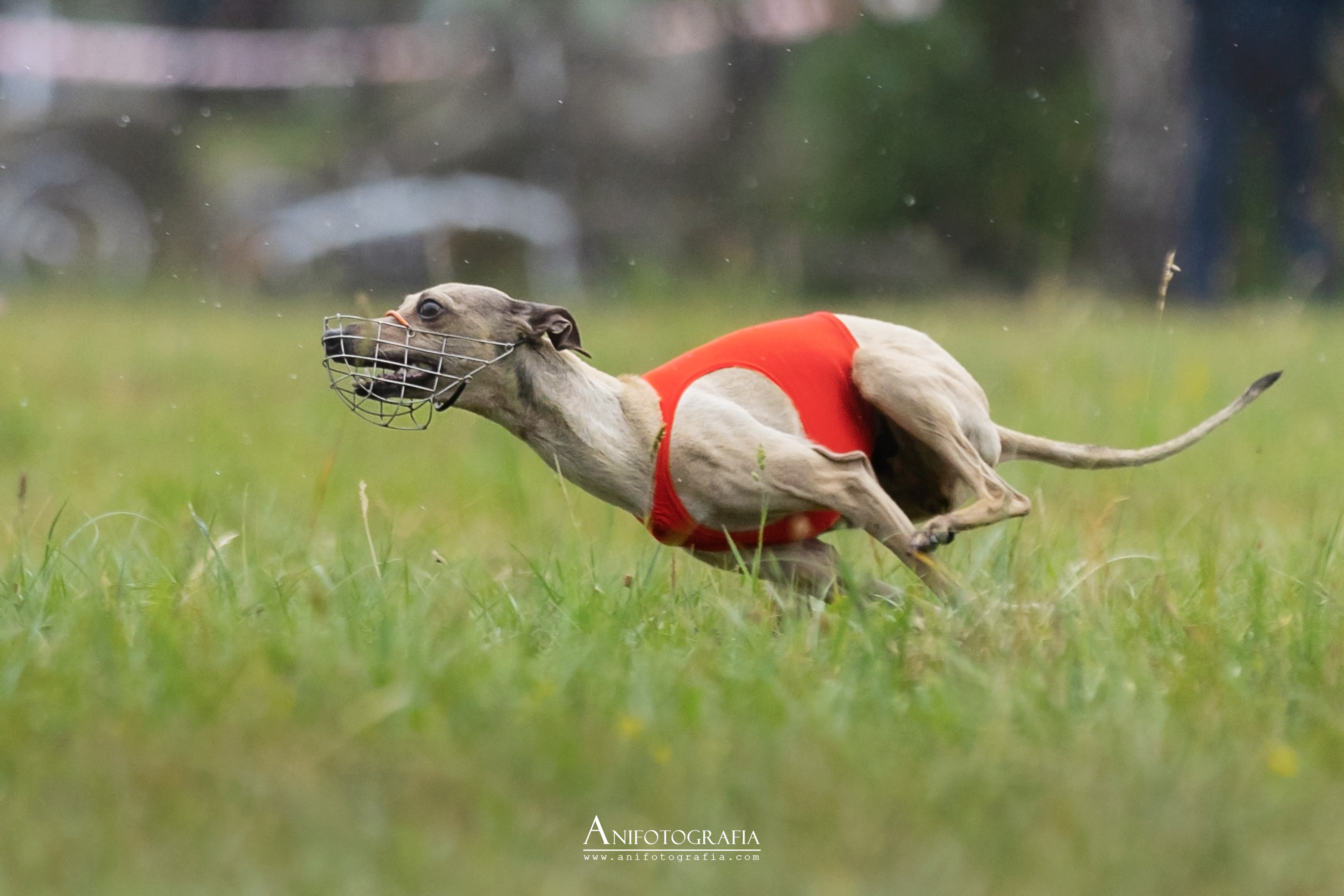 Anniken Ranheim Søndrol Anniken Ranheim Søndrol