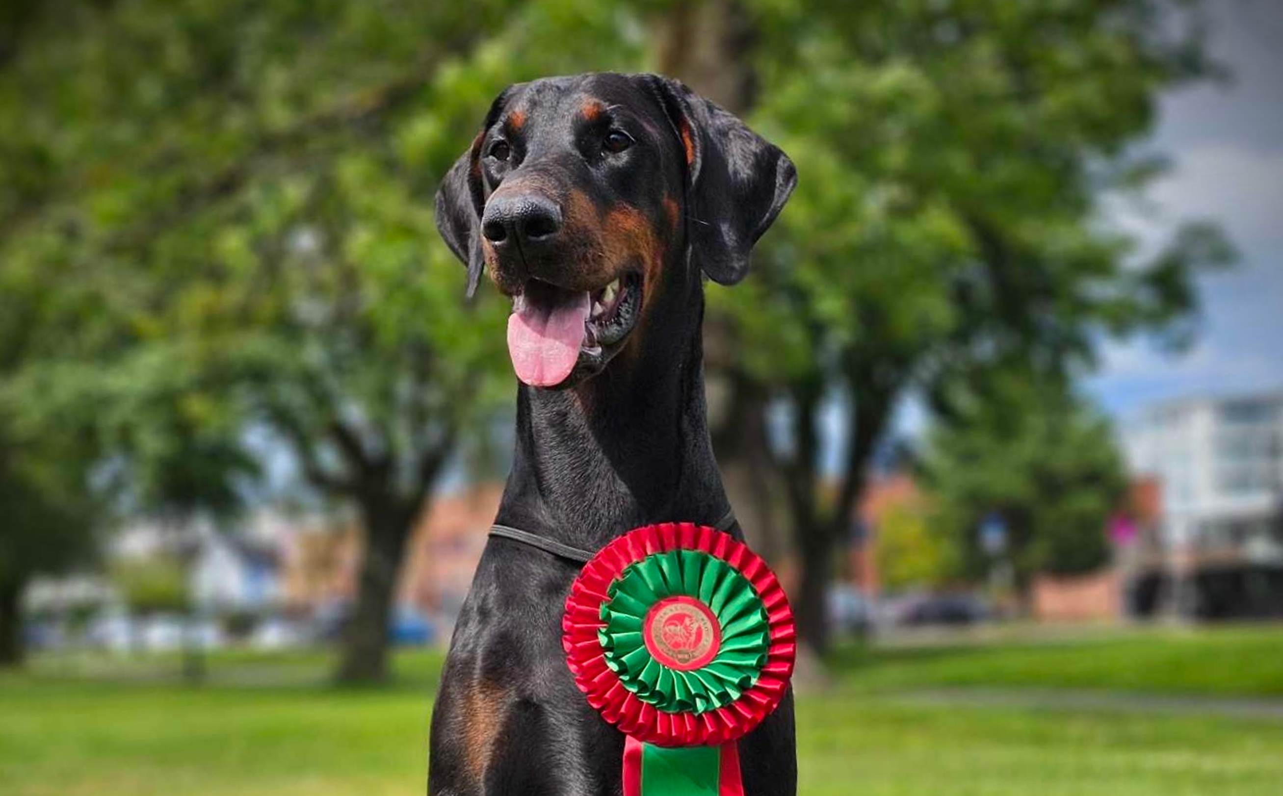 Dynamic image Dynamic image