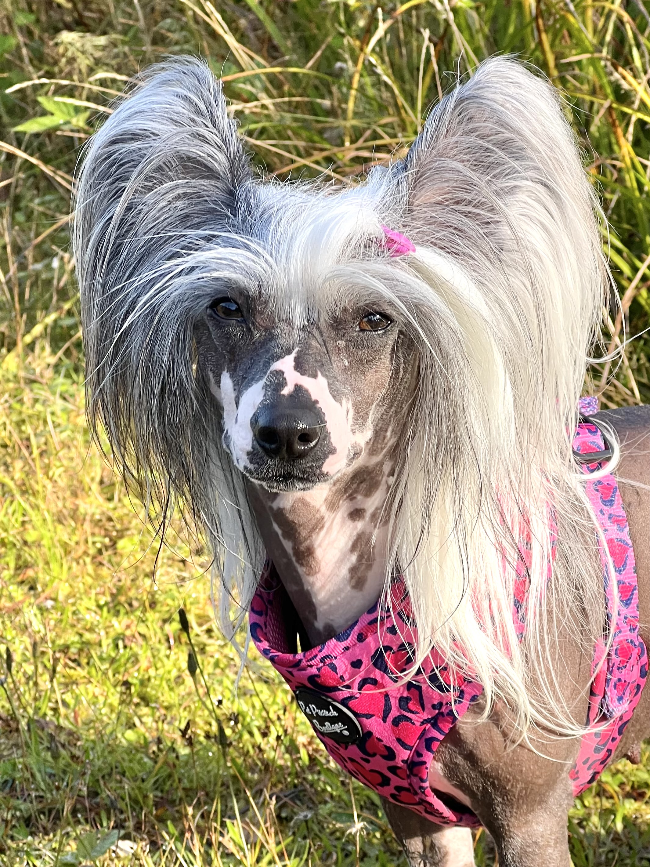 Champis (Ferrari Perle by Little Jade) Champis (Ferrari Perle by Little Jade)