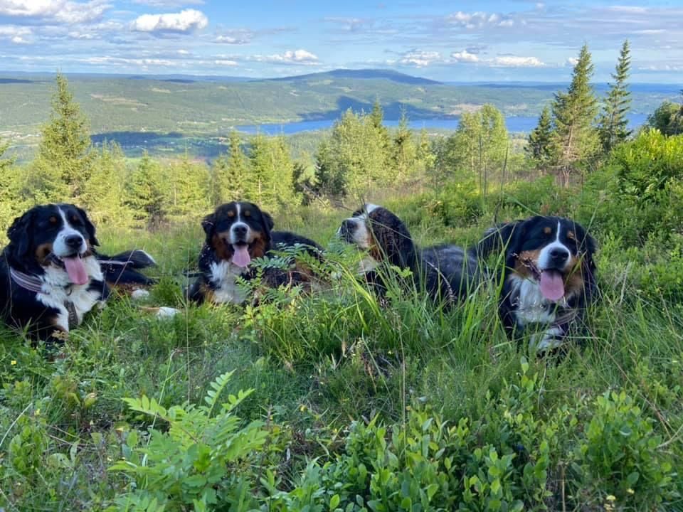 Dynamic image Dynamic image