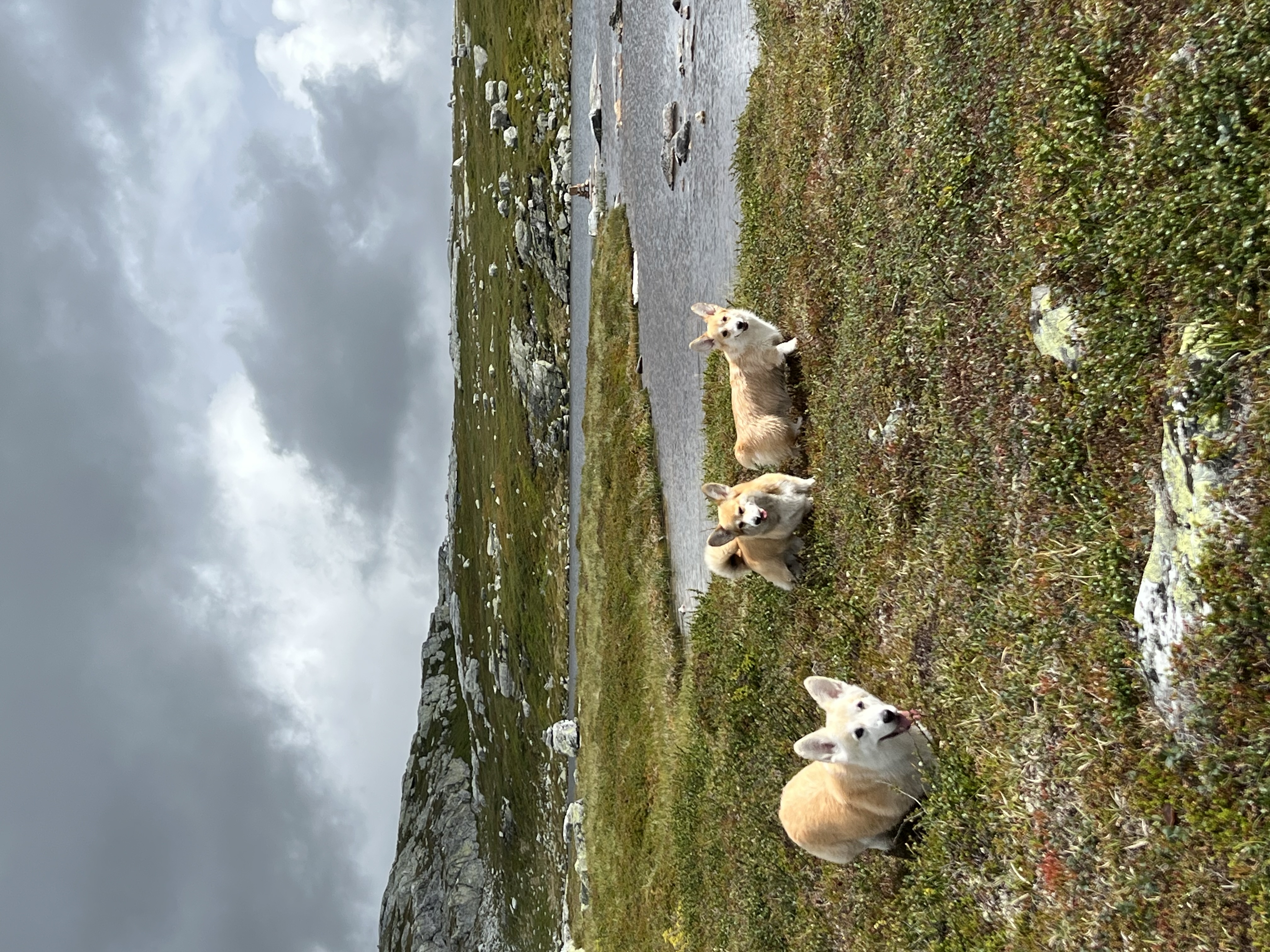 Kennel Iswita Kennel Iswita