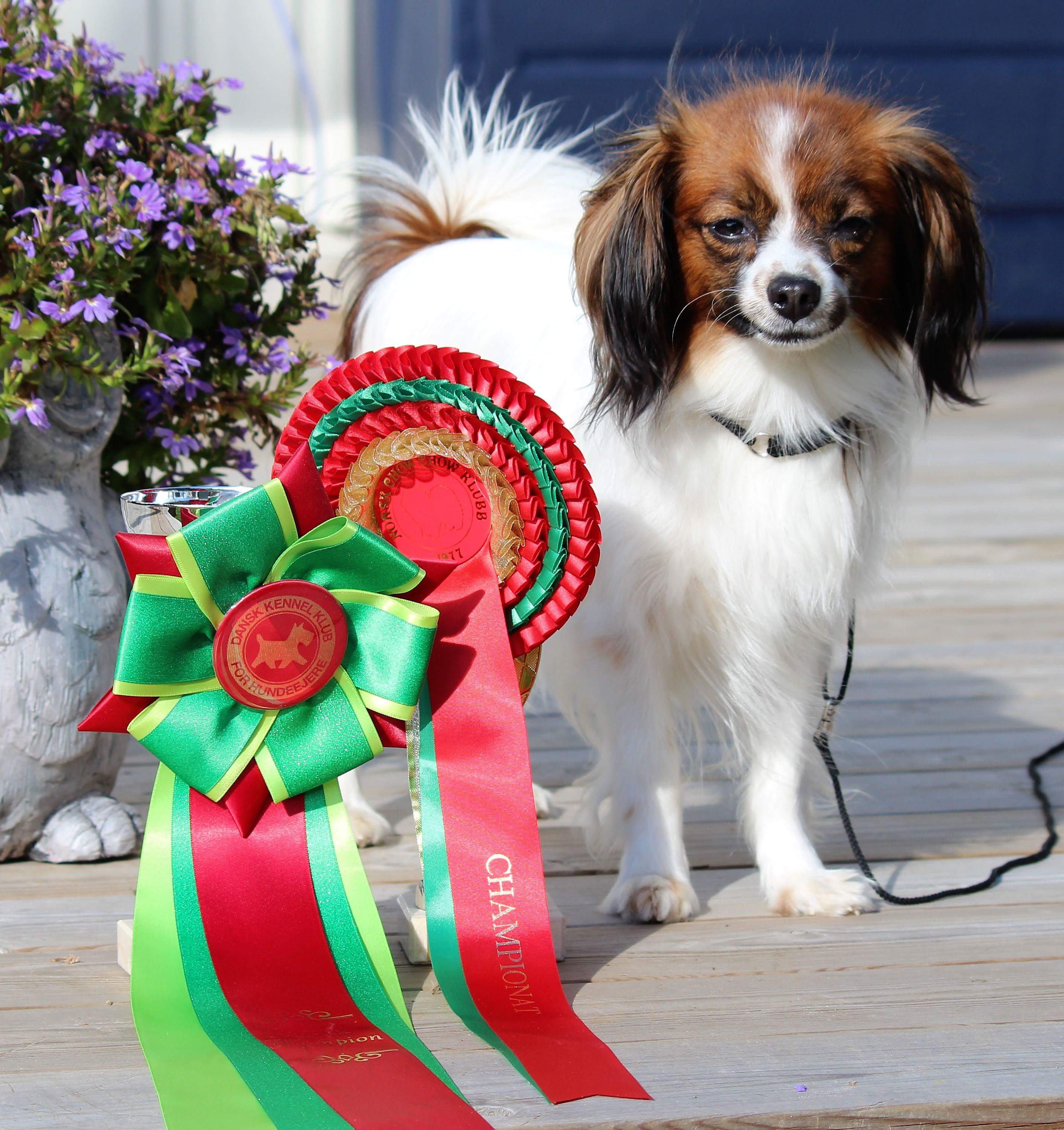 Mirramiss Volverline Tina