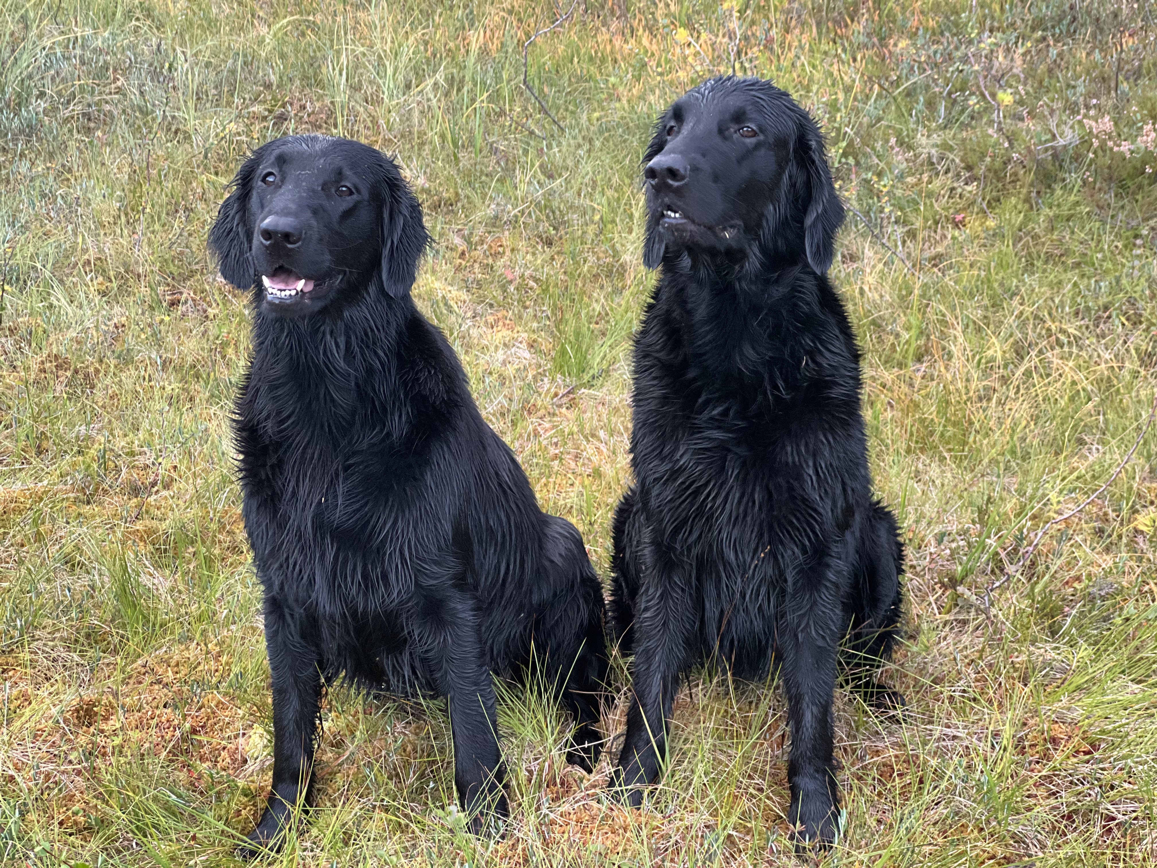 Team Prærien’s kull 3