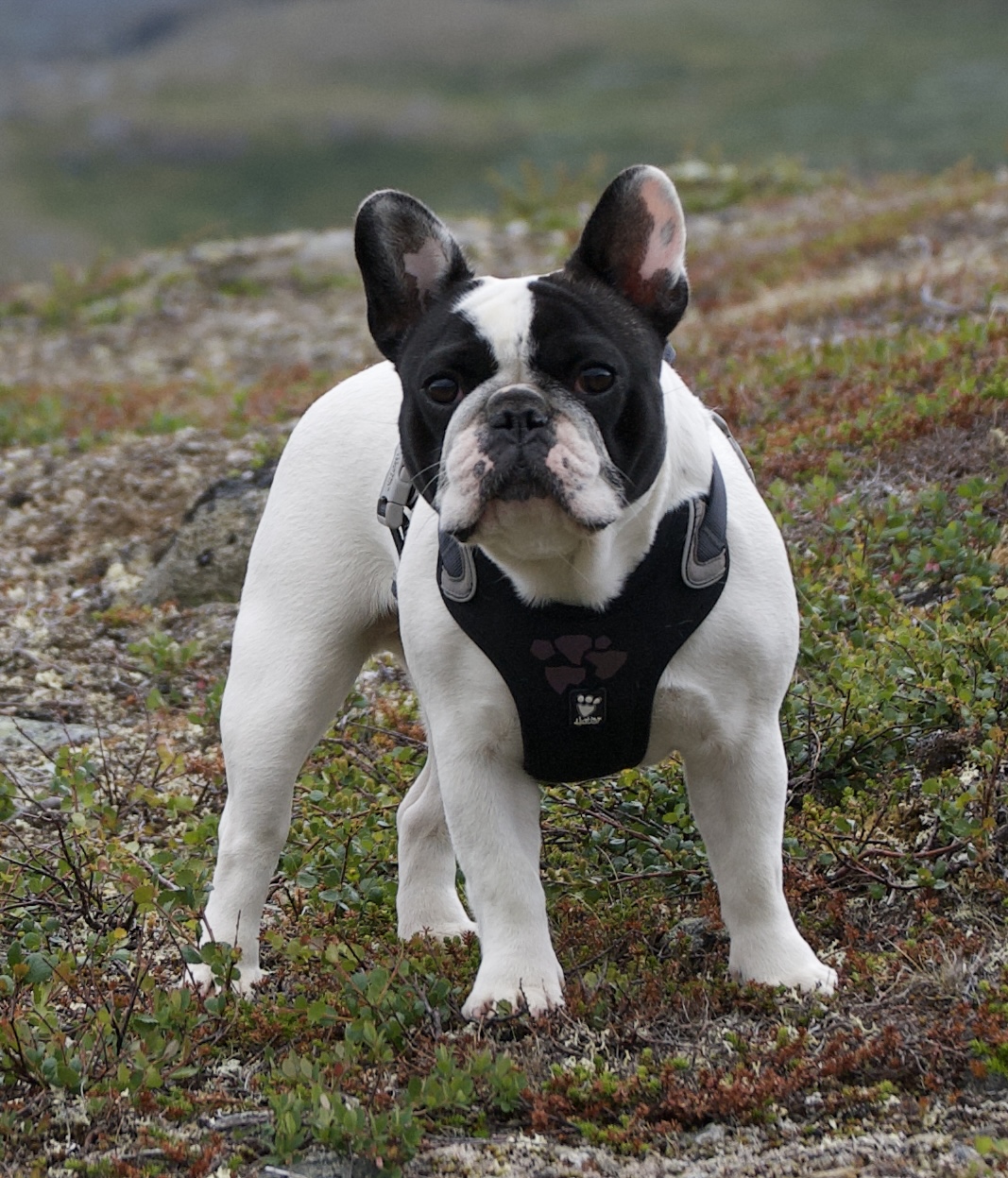 Bettybulls Billie Holiday Bettybulls Billie Holiday