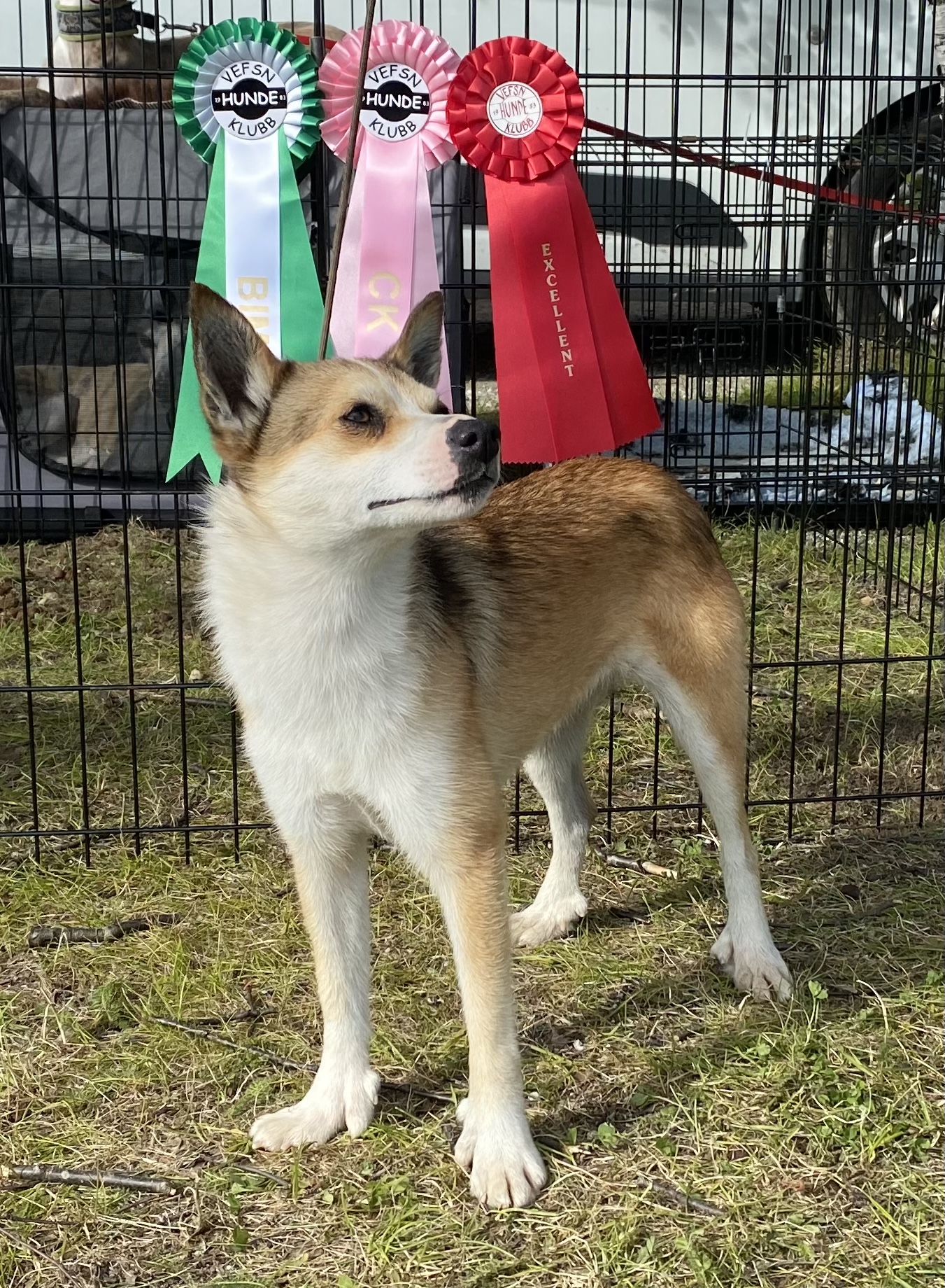 Nelyam’s Snow Nelyam’s Snow