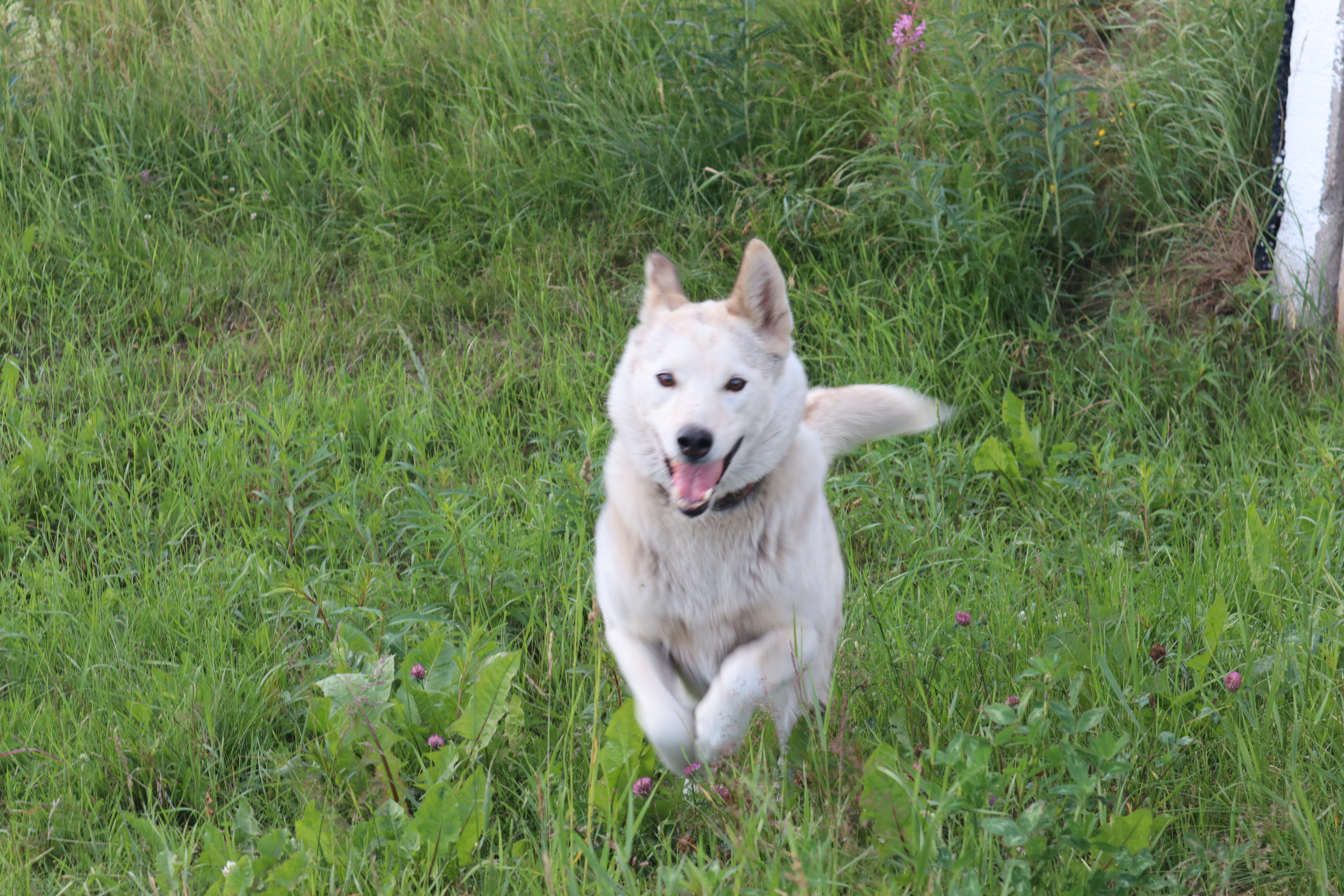 Mistra Alvdal Mistra Alvdal