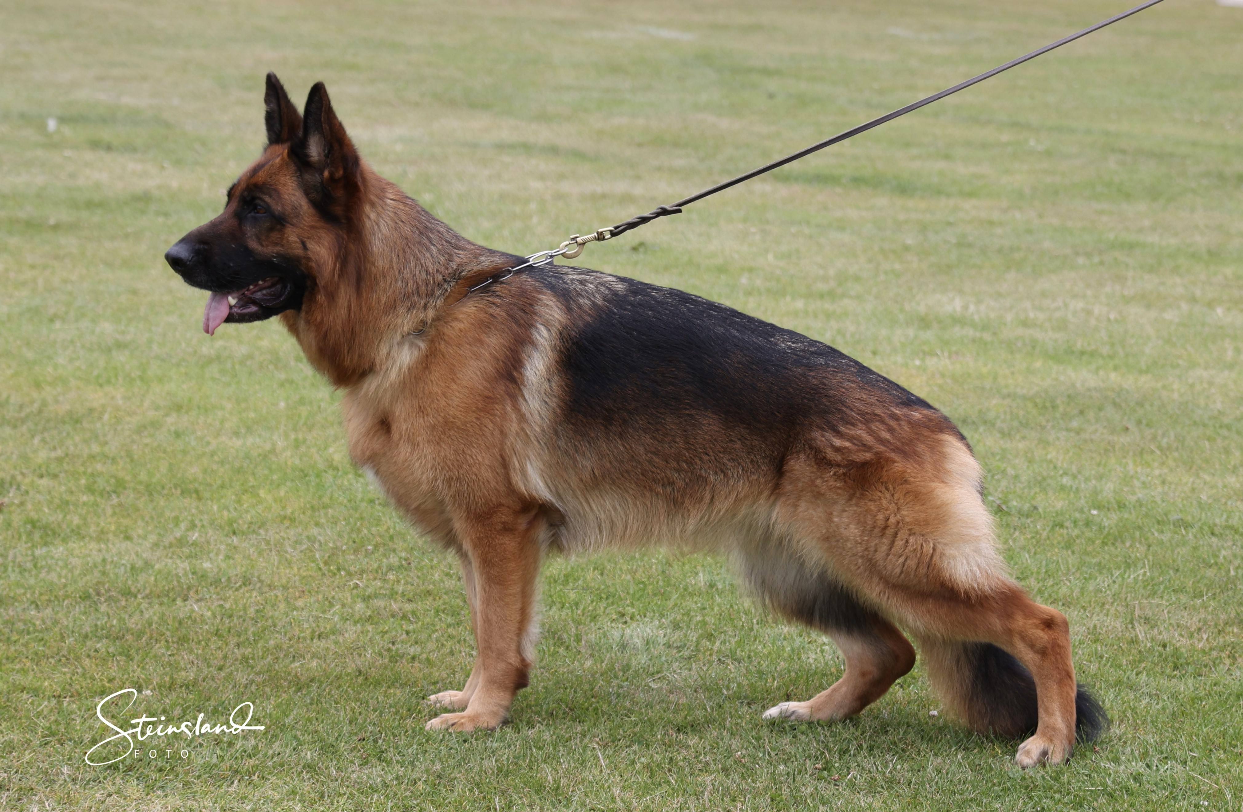 Ninni av Svebø Ninni av Svebø