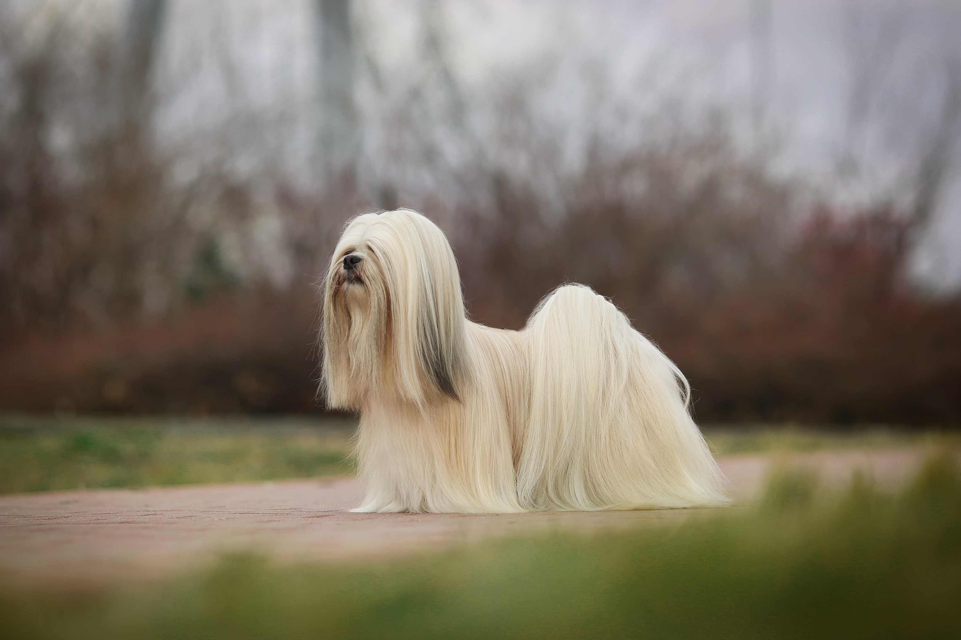 Lhasa apso Lhasa apso