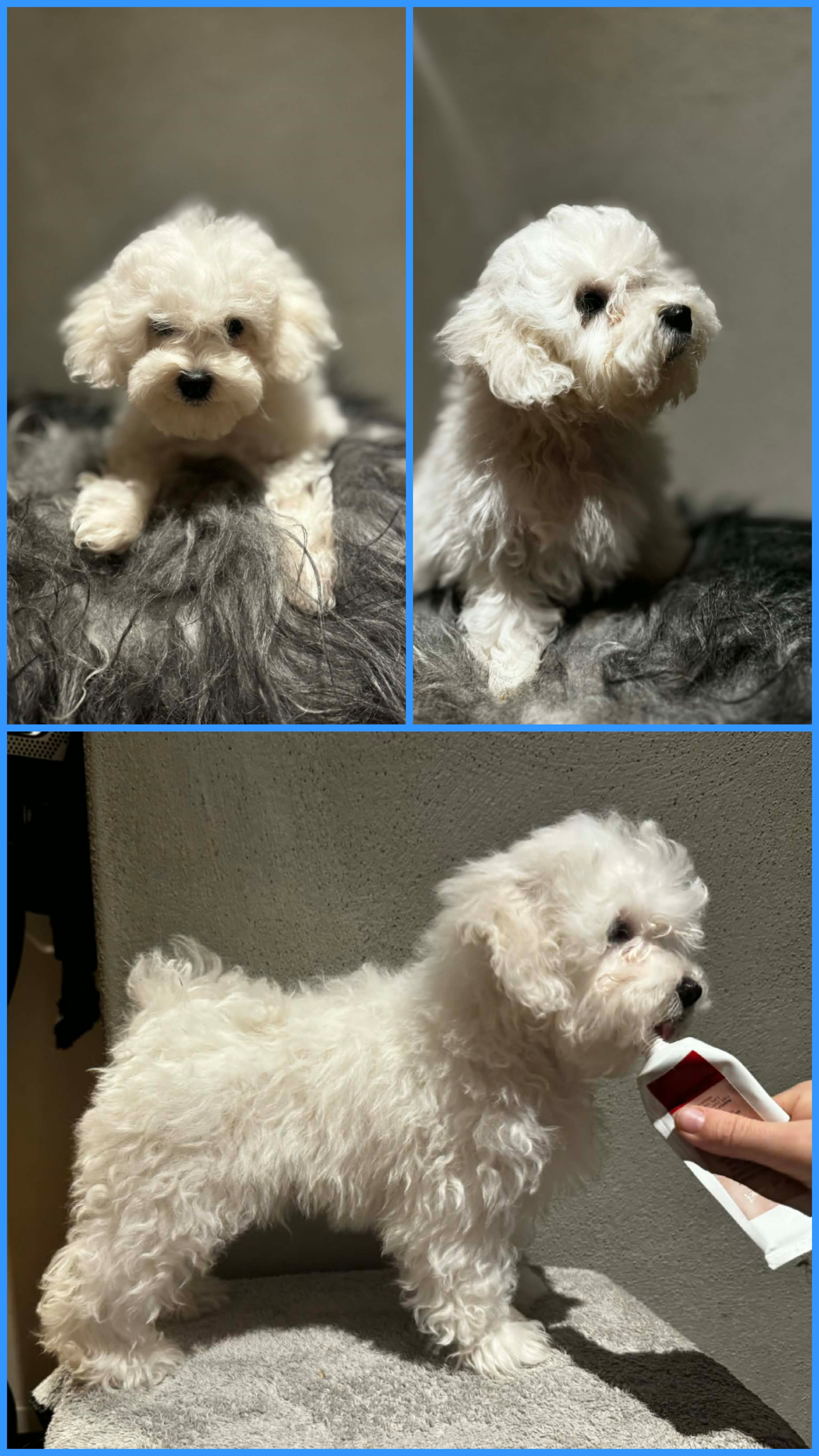 Karoxia Endless Charm "Elder"