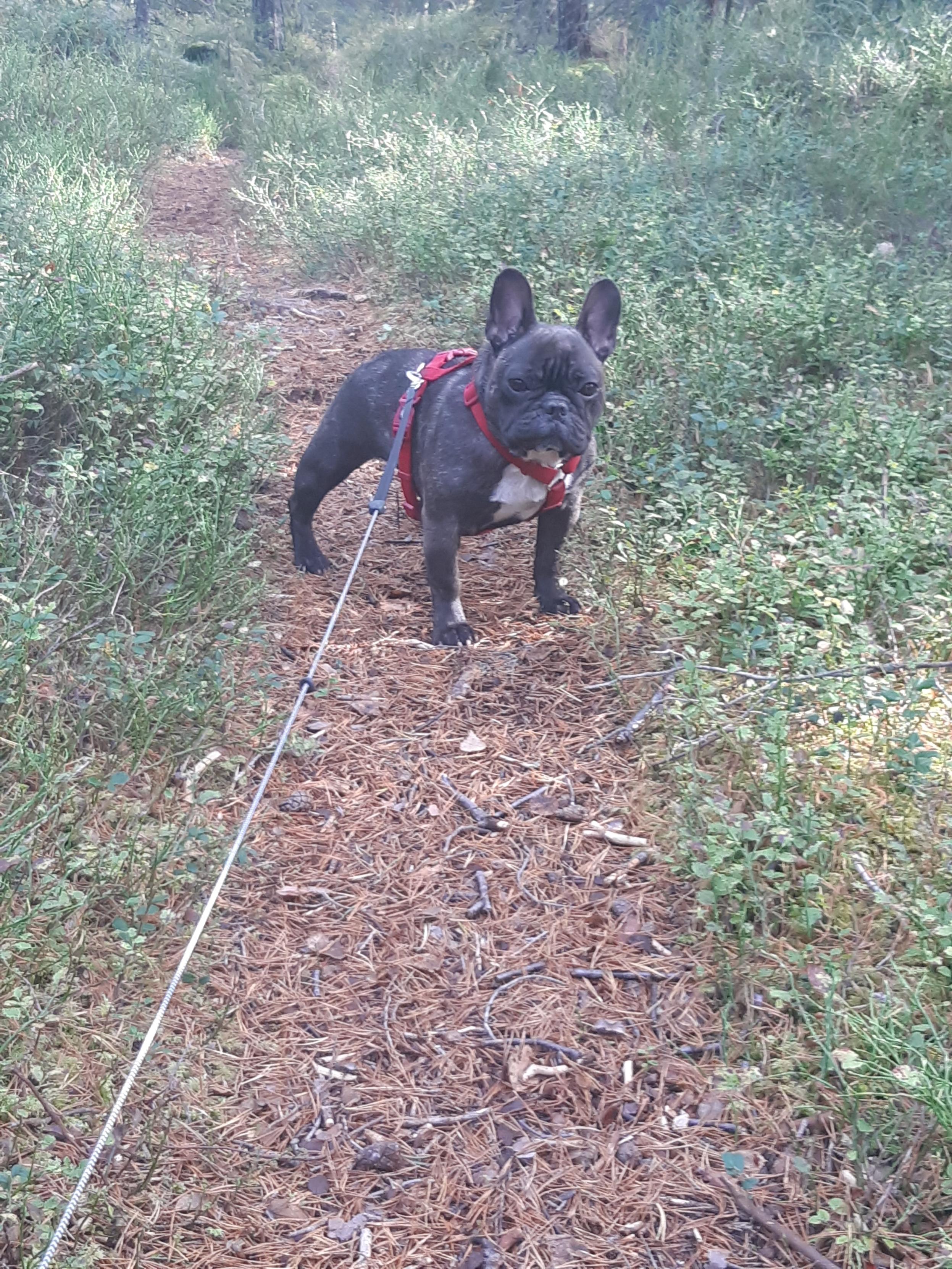 Bulldogtoppen's Turid Bulldogtoppen's Turid