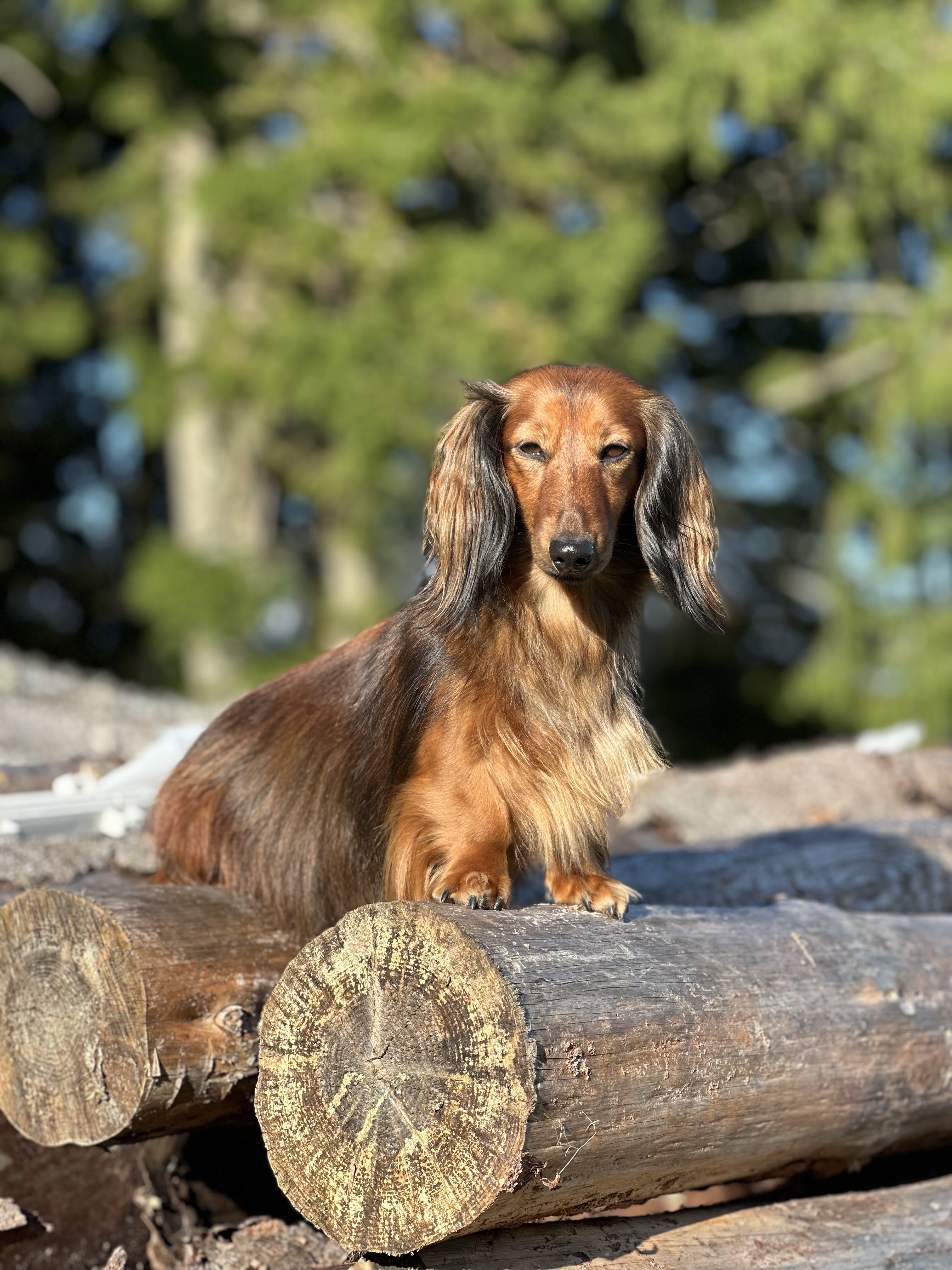 Vidiemra's Una Estoria ( Lilly) Vidiemra's Una Estoria ( Lilly)