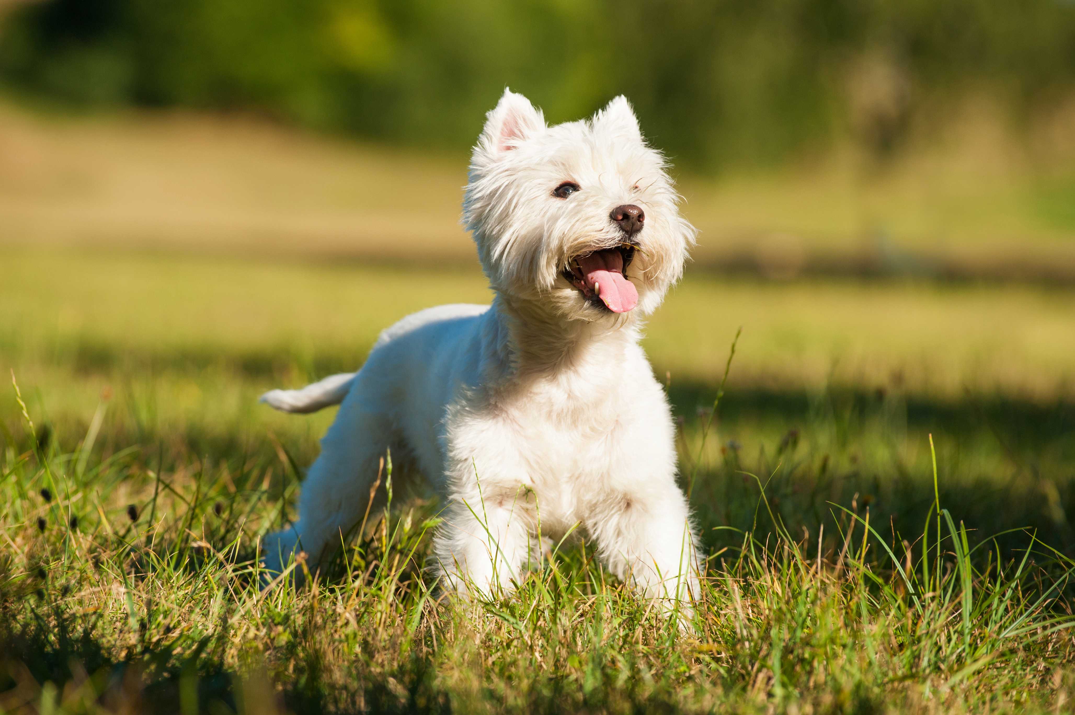 West highland white terrier