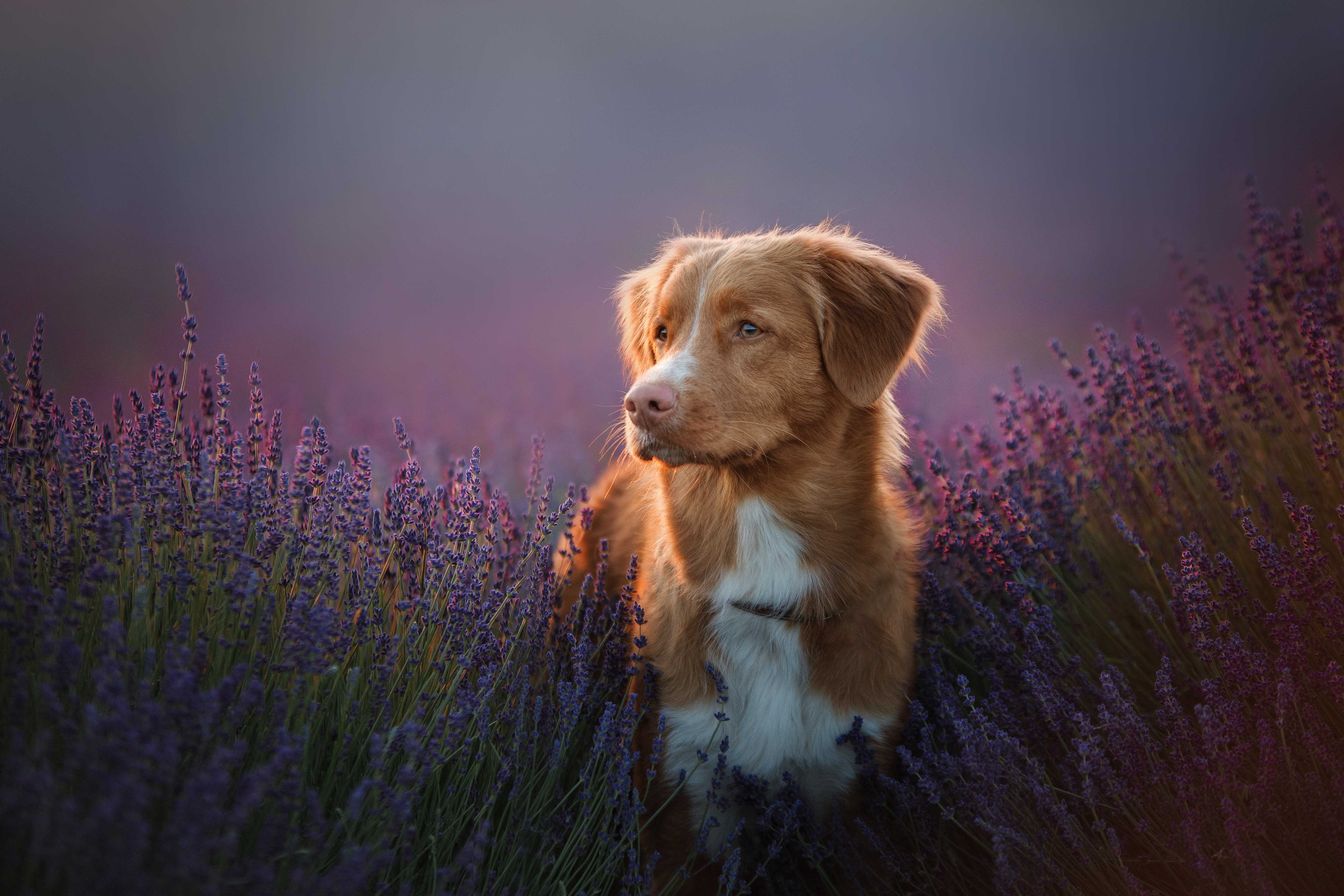Nova scotia duck tolling retriever Nova scotia duck tolling retriever