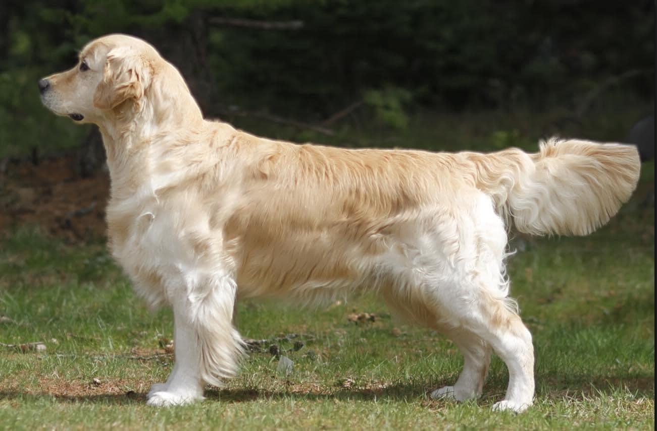 Dancewood Most Happy Fella Dancewood Most Happy Fella