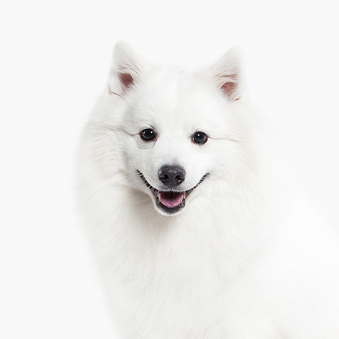 Japansk spisshund Japansk spisshund