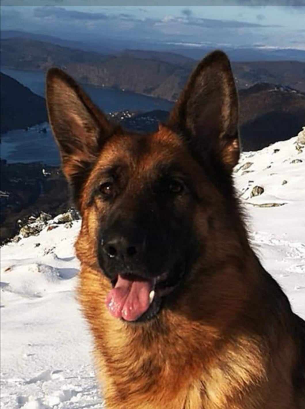 BH-VT IAD WCC AK Skoglytrollets Chilly BH-VT IAD WCC AK Skoglytrollets Chilly