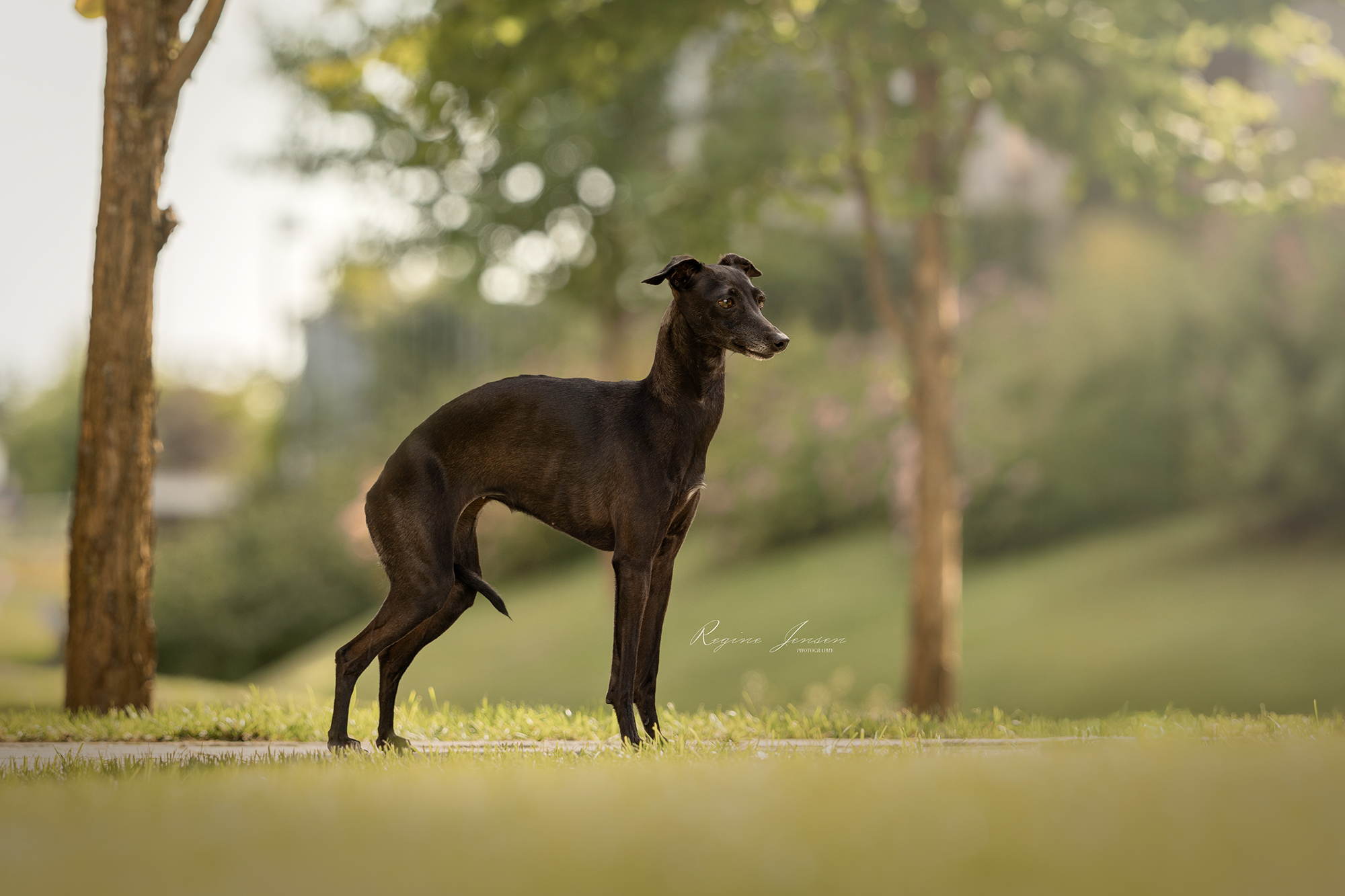 Bey Zephirine Drouhin Bey Zephirine Drouhin