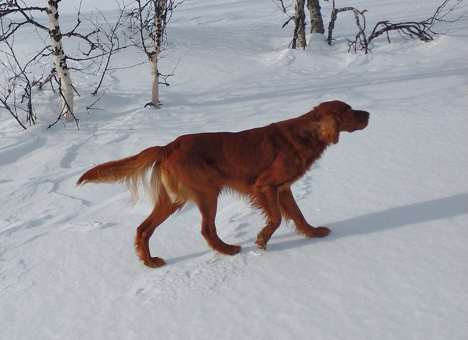 Balbergkampens Joker Balbergkampens Joker