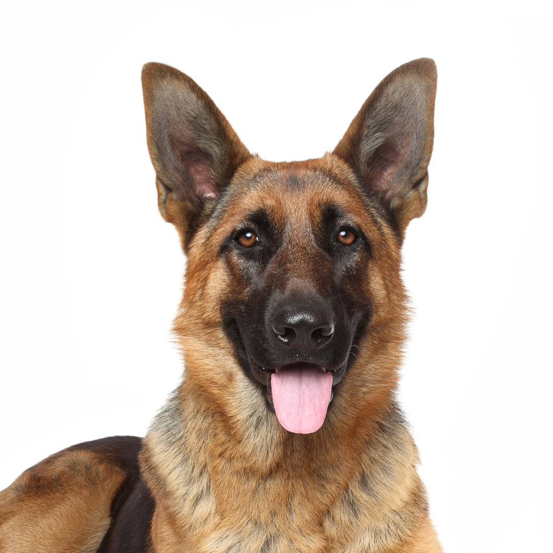 Schäferhund normalhår Schäferhund normalhår