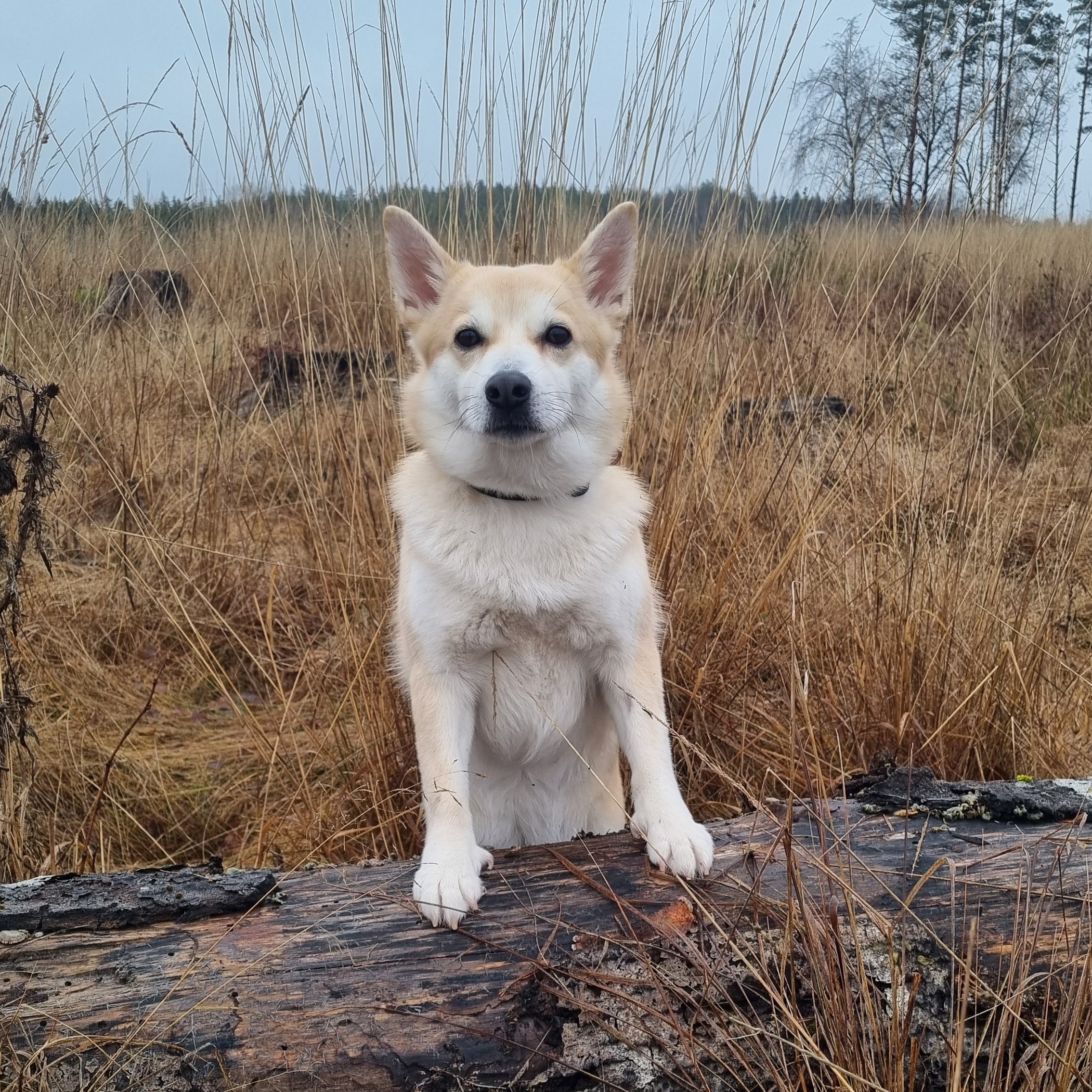 Fantejentas Irma Fantejentas Irma