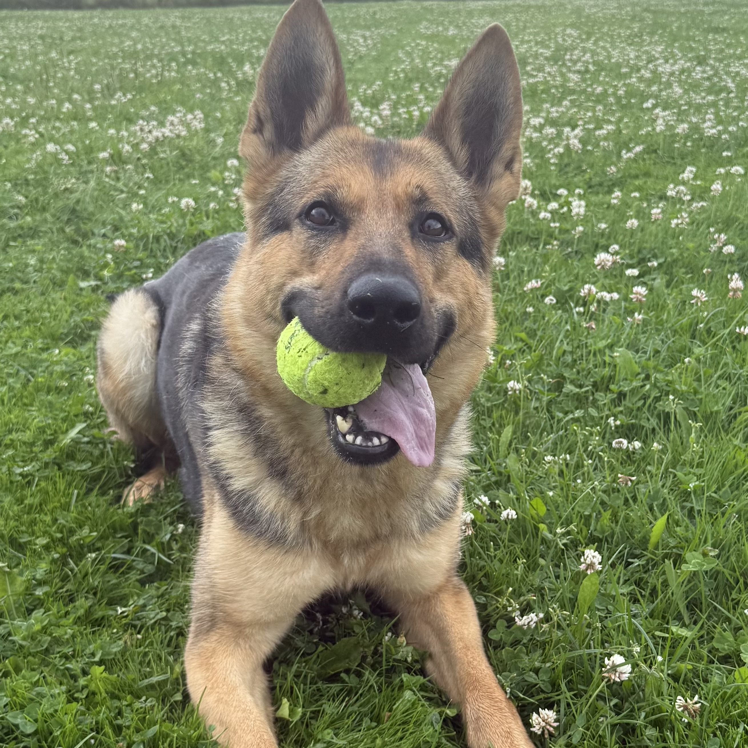 Gaya van het Pioniersland Gaya van het Pioniersland