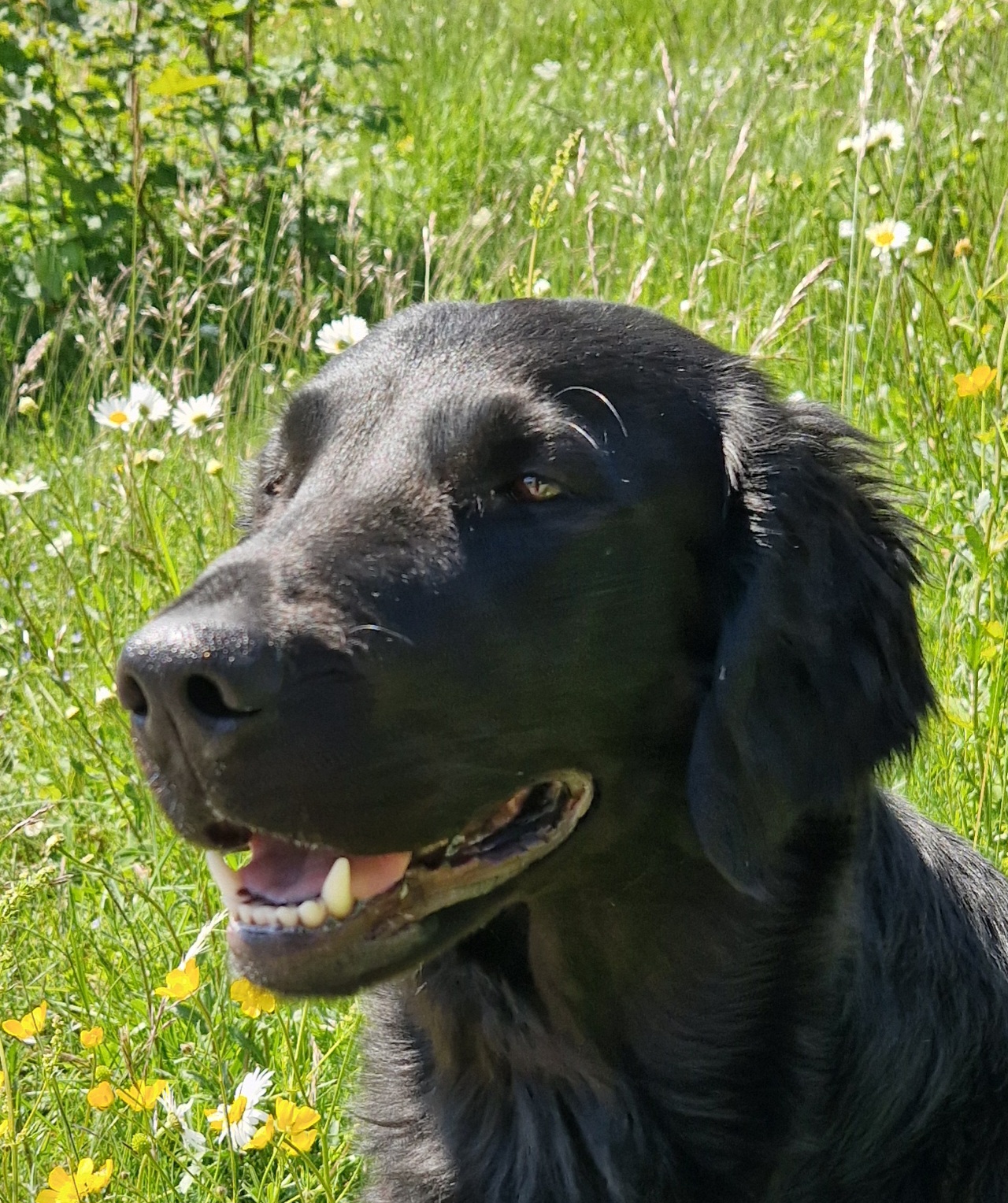 Fosliskrentens Link to Granny (Embla) Fosliskrentens Link to Granny (Embla)