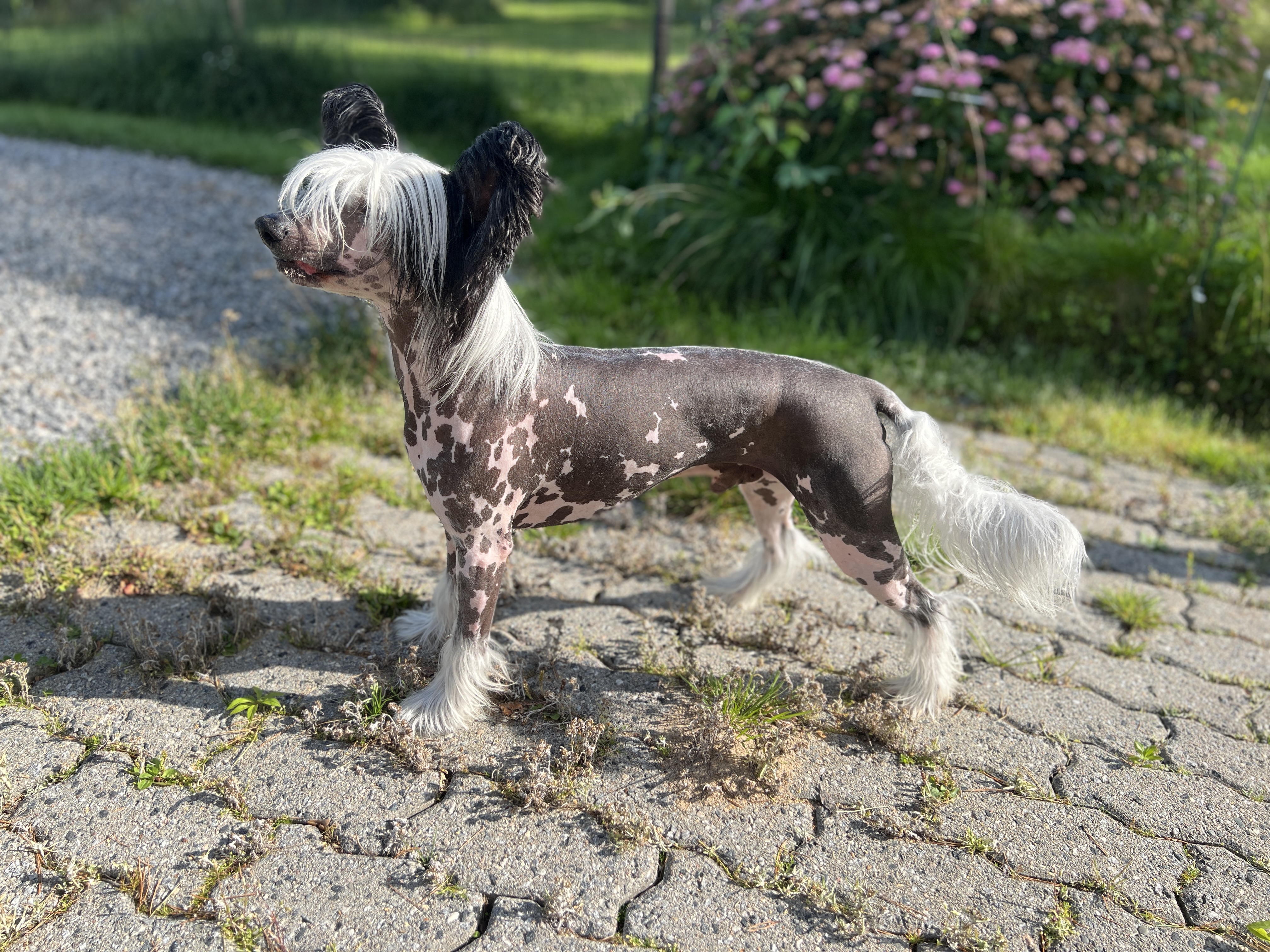 Tuc Tuc - On The Spot Sir Lancelot Tuc Tuc - On The Spot Sir Lancelot