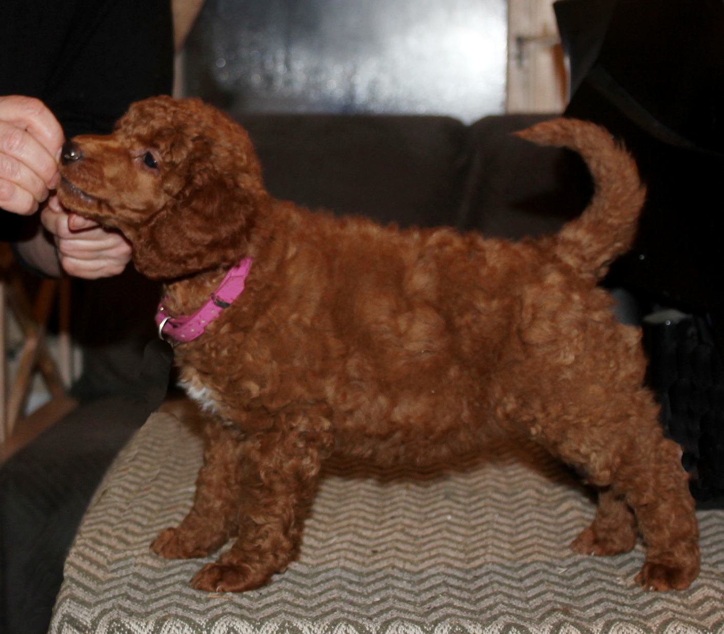 A........ DREAM IN COLOURS (lilla halsbånd)