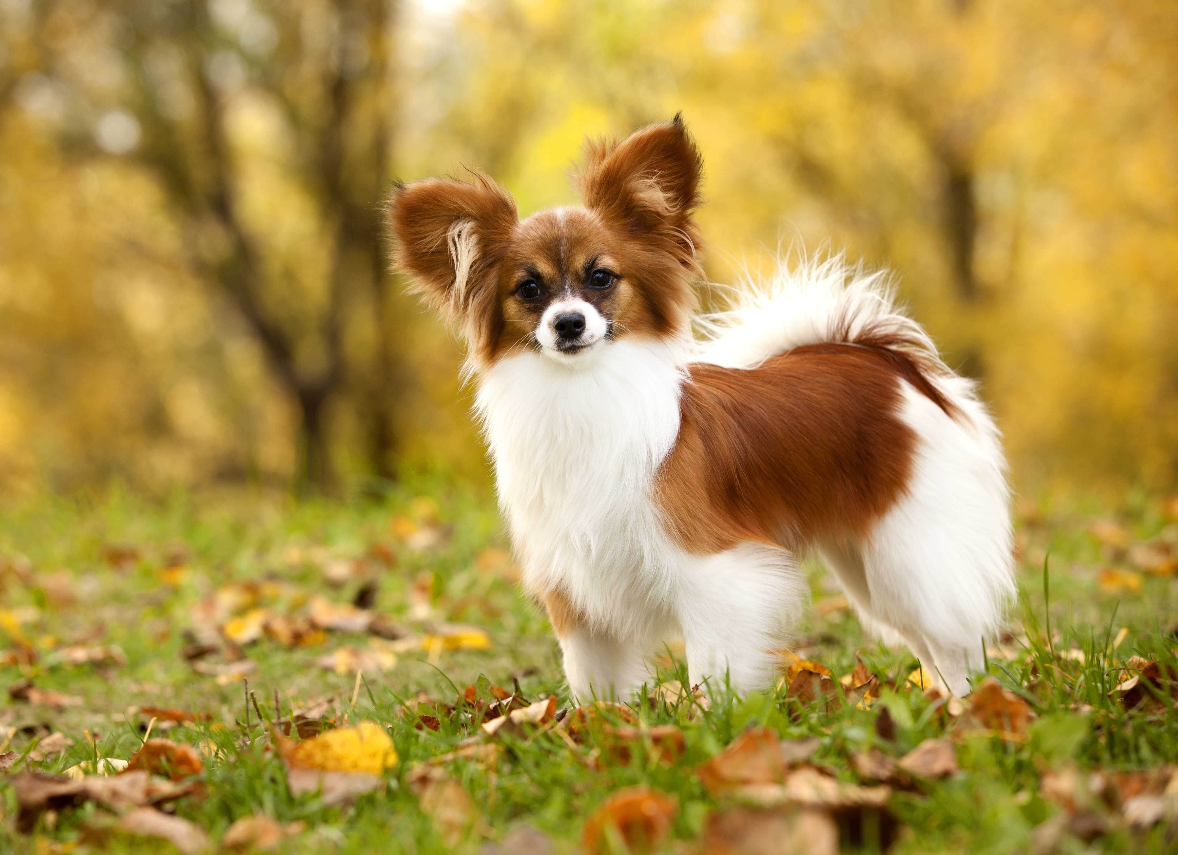 Papillon Papillon