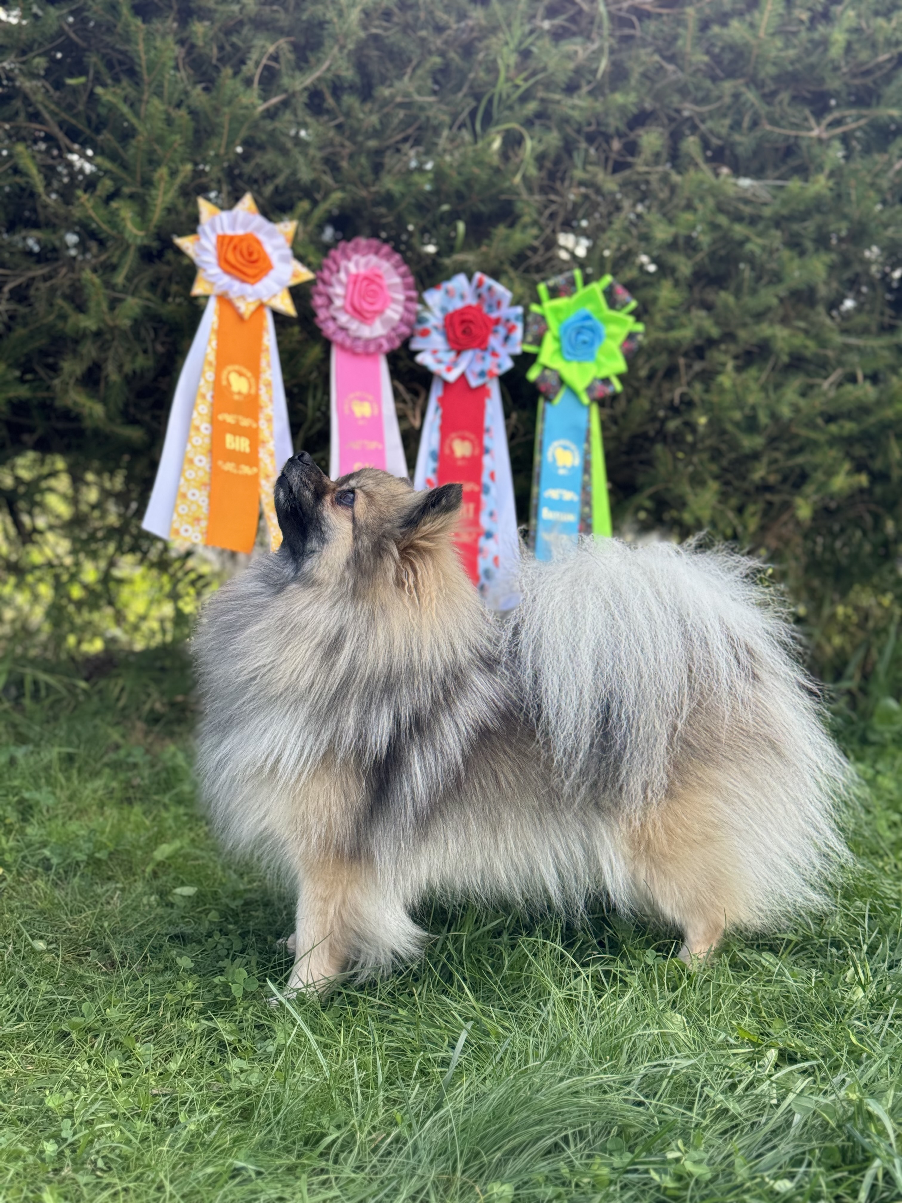 Millifox Princess Victoria Millifox Princess Victoria