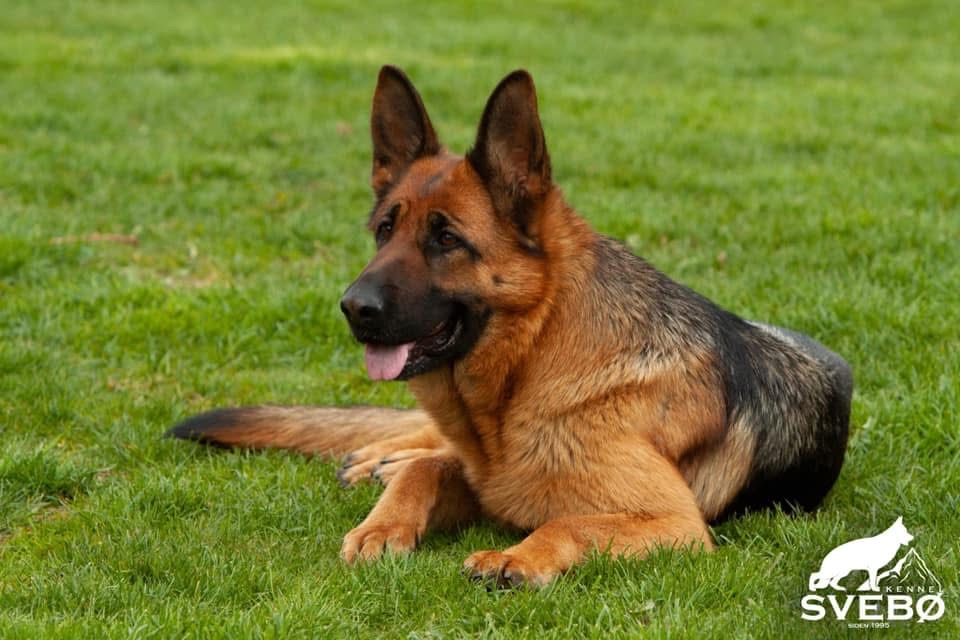 Å(2)-kullet Å(2)-kullet