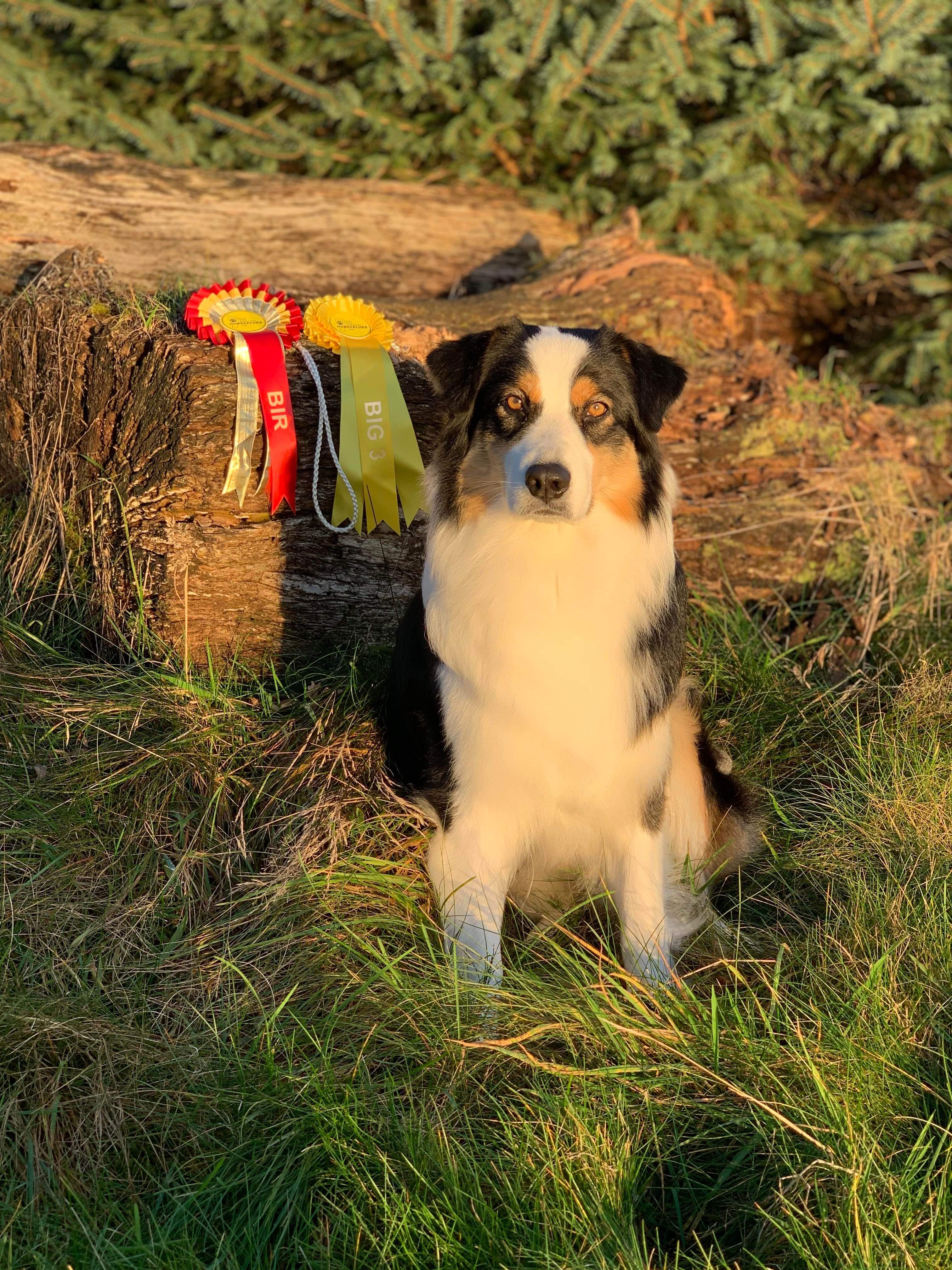 Arctic Love’s Dolly Parton Arctic Love’s Dolly Parton