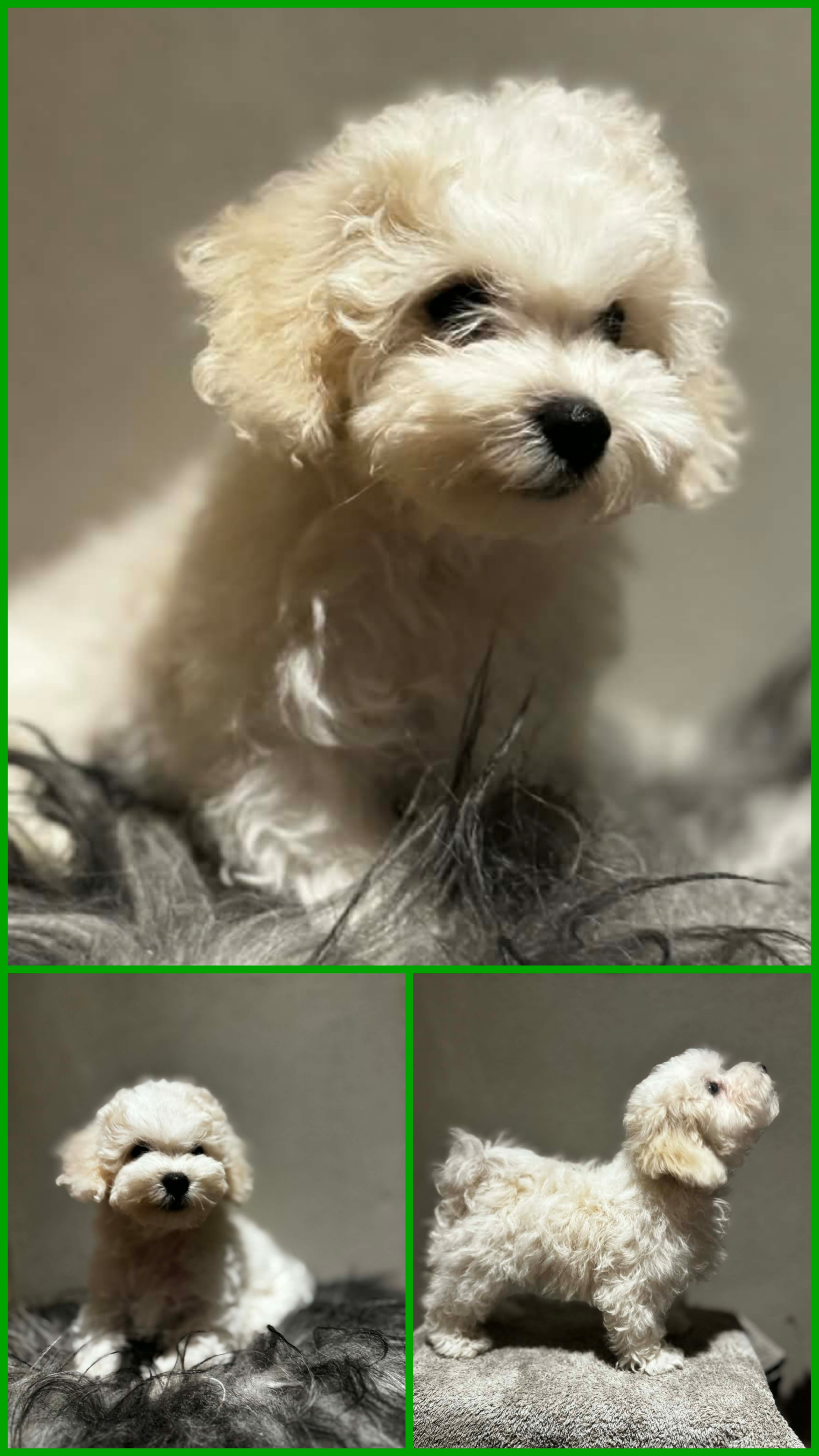 Karoxia Exclusive Deal "Eliot"