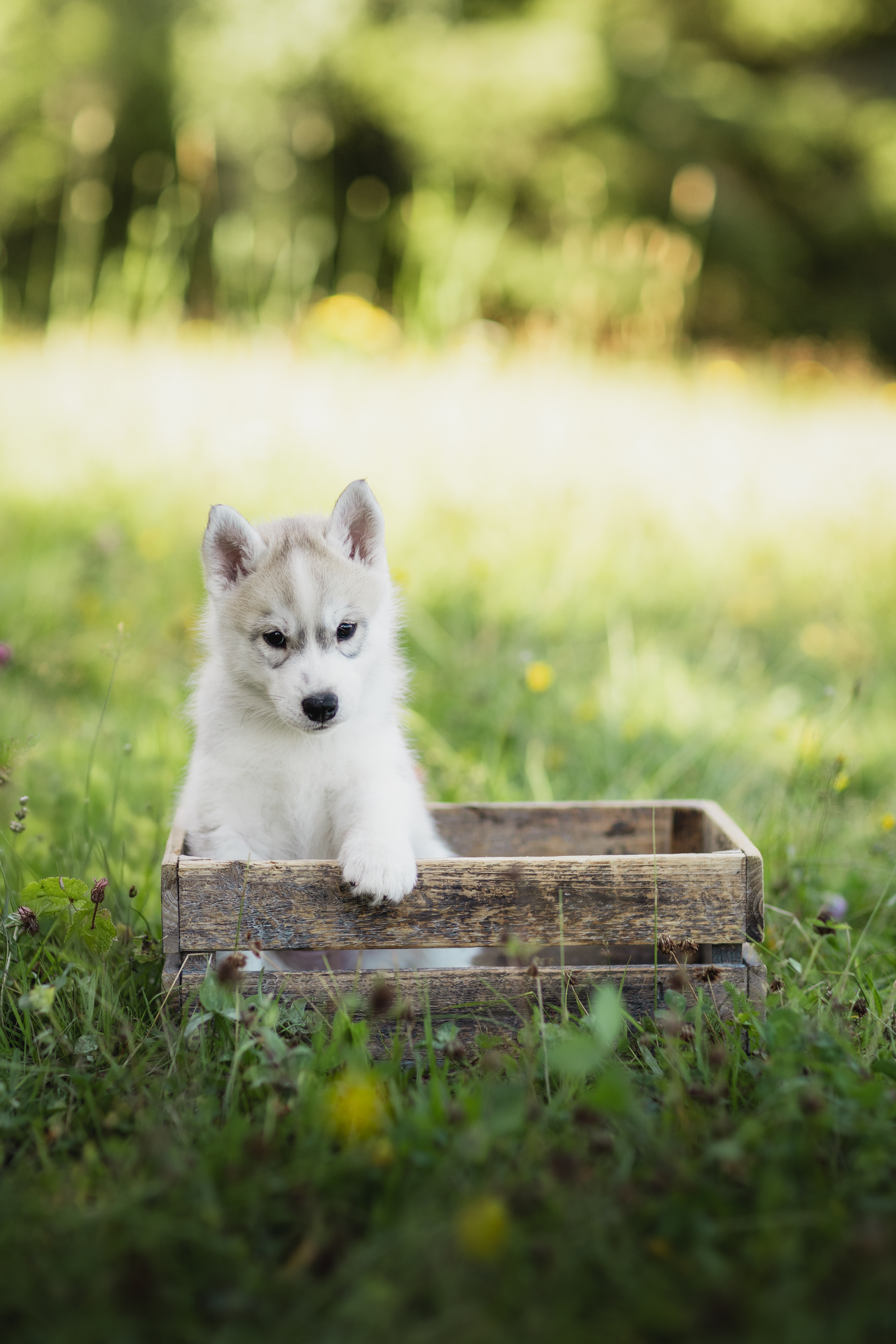 Silje Predosin Silje Predosin