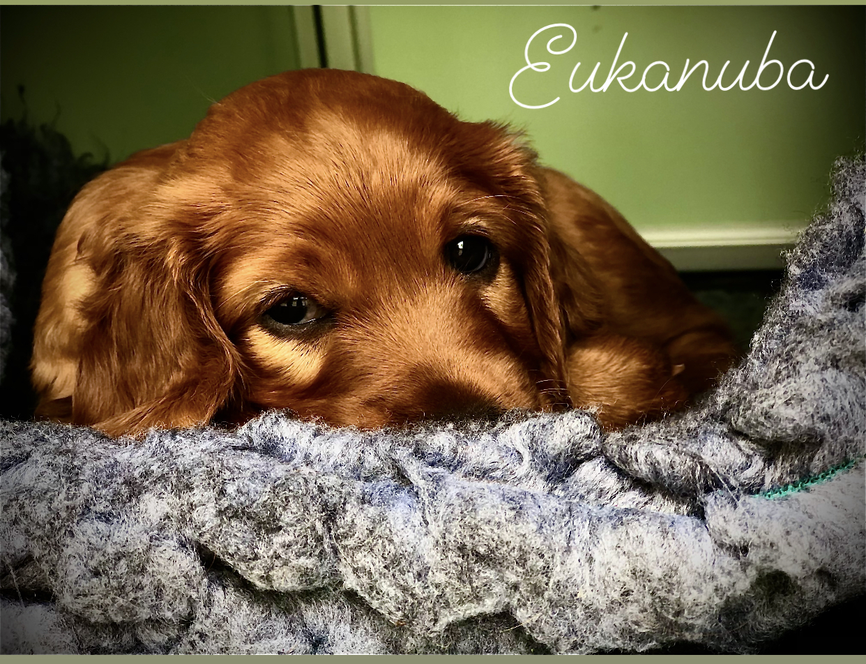 Kennel Skvaldra Kennel Skvaldra