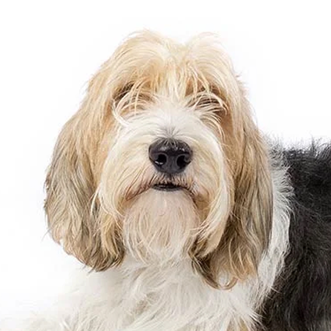 Petit basset griffon vendeen Petit basset griffon vendeen