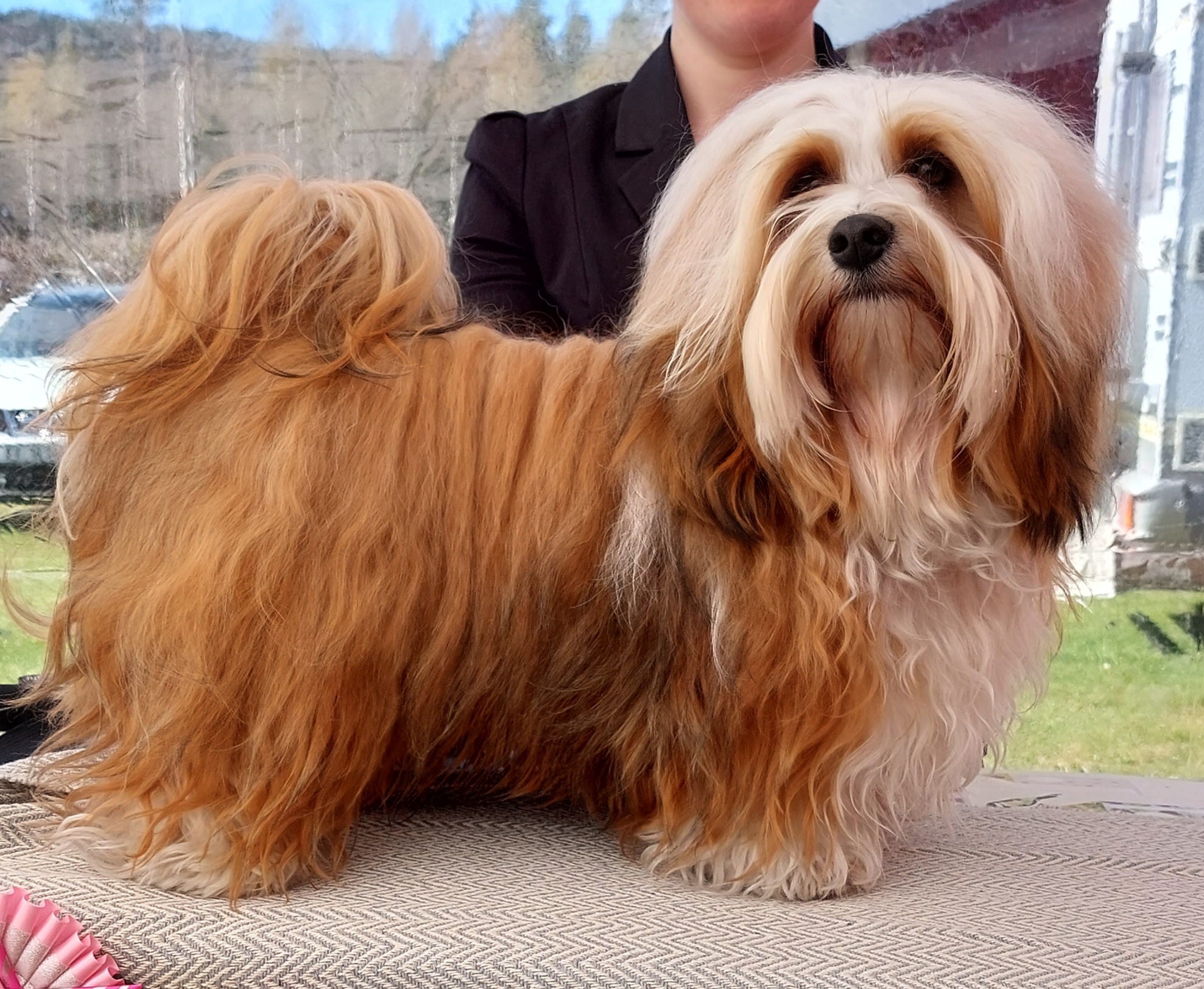 Tequilaville's Need For Speed Tequilaville's Need For Speed