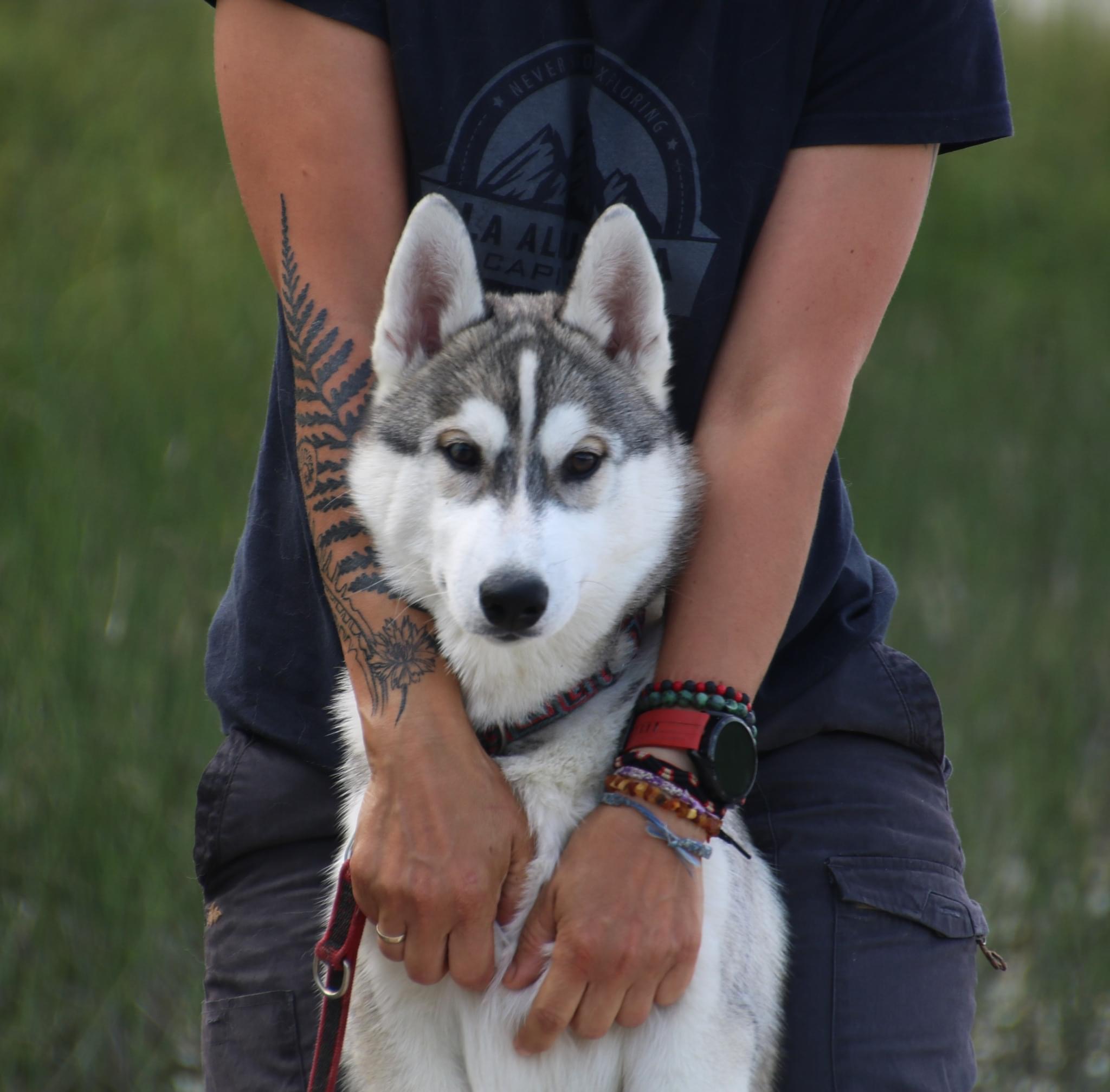 Gelido Vento Gelido Vento