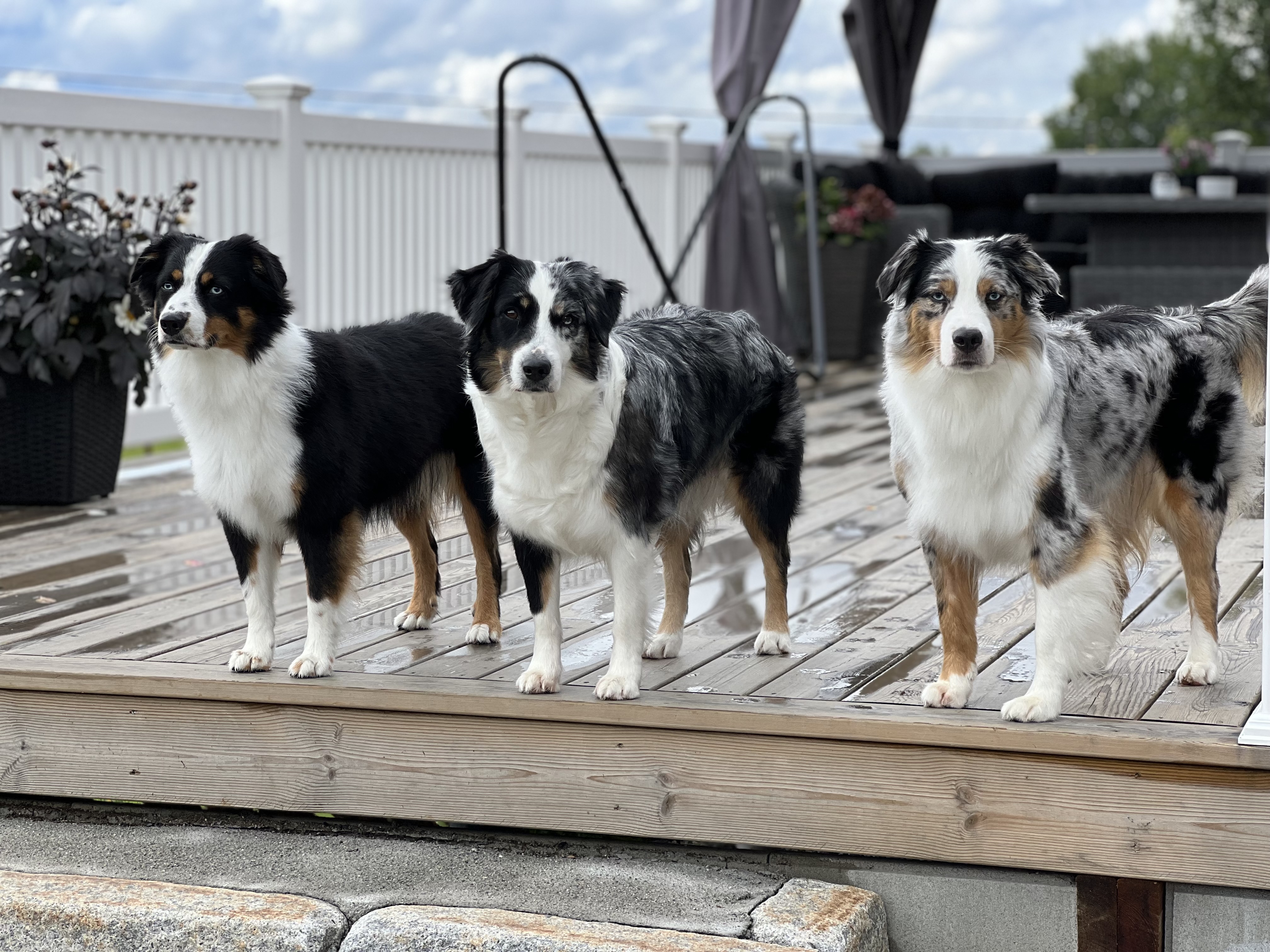 Sunrise Shepherd’s Sunrise Shepherd’s