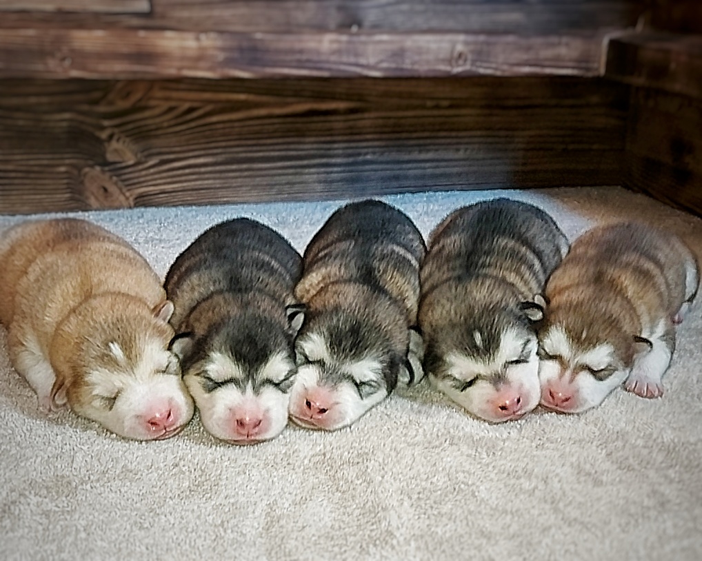 First Norse First Norse