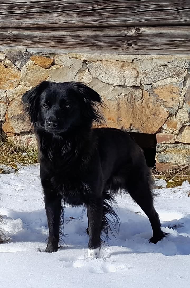 Mystique Petit Norvégien Mystique Petit Norvégien