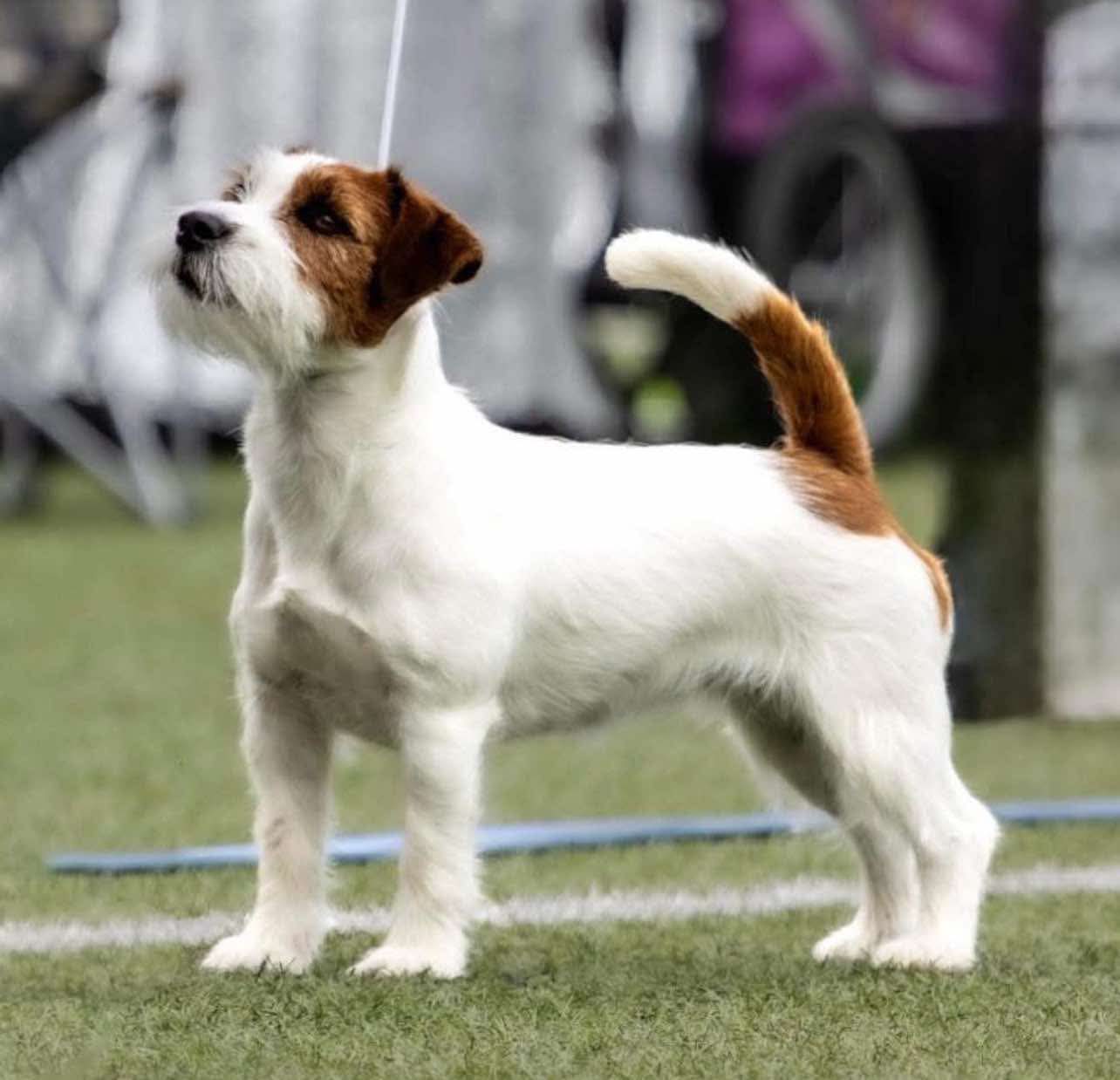 Burtonsun Go Lunala Burtonsun Go Lunala