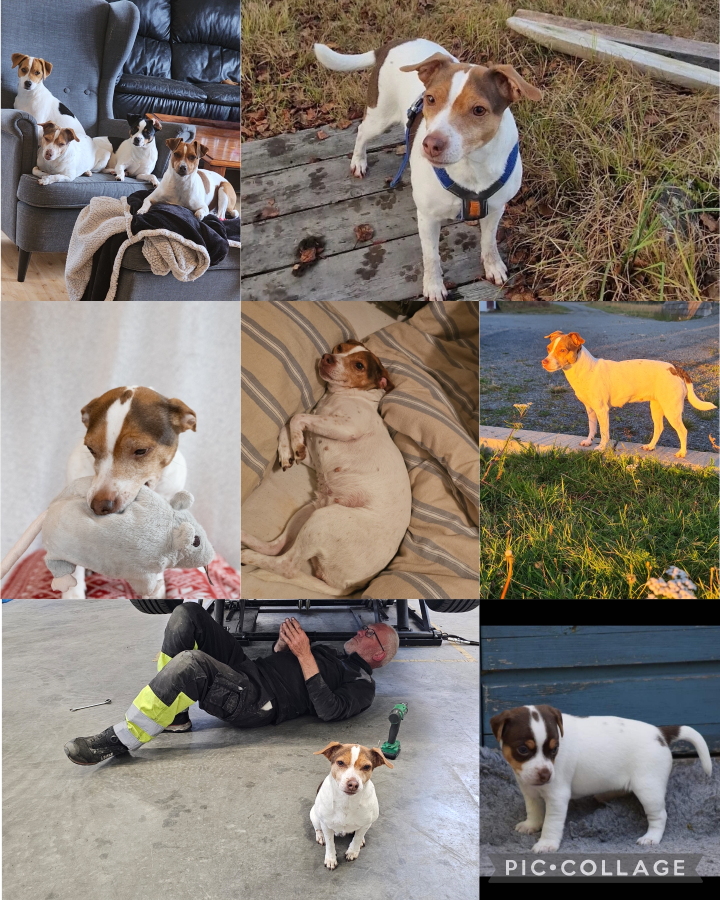 Gårdbanditten Xantippe Xport (Tippe) Gårdbanditten Xantippe Xport (Tippe)