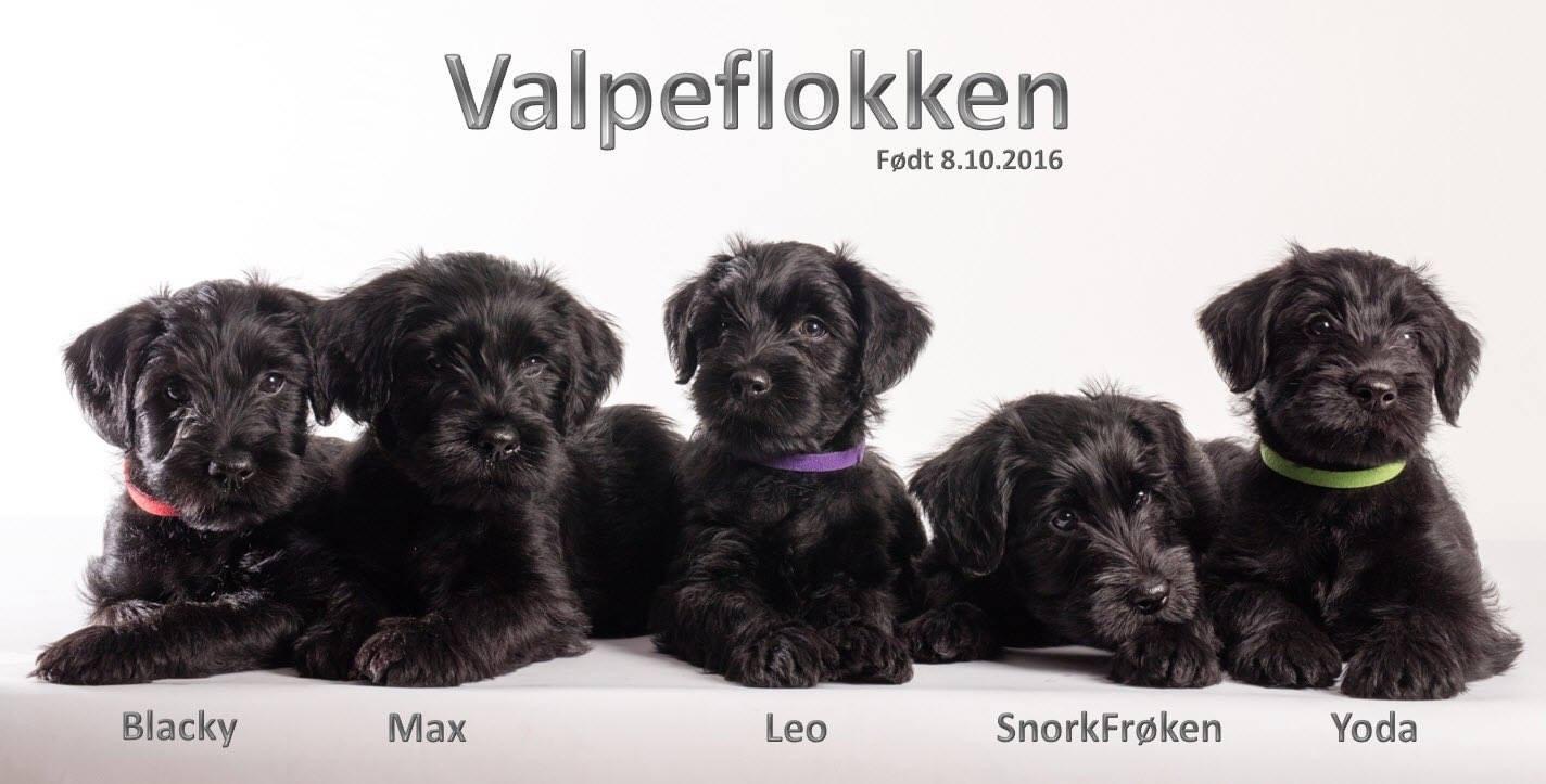 Blacky kull 2023 Blacky kull 2023